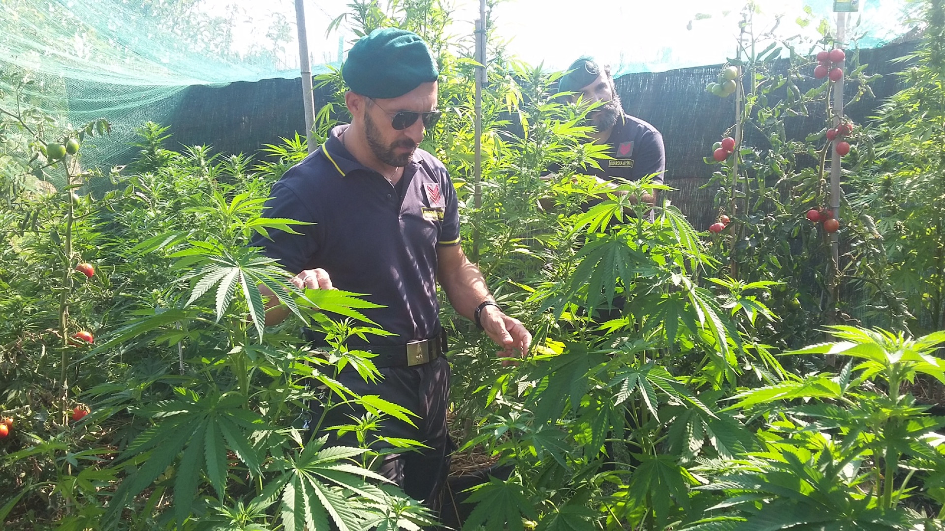 Tra i pomodori, spuntano piantine di marijuana: fiorenzuolano denunciato