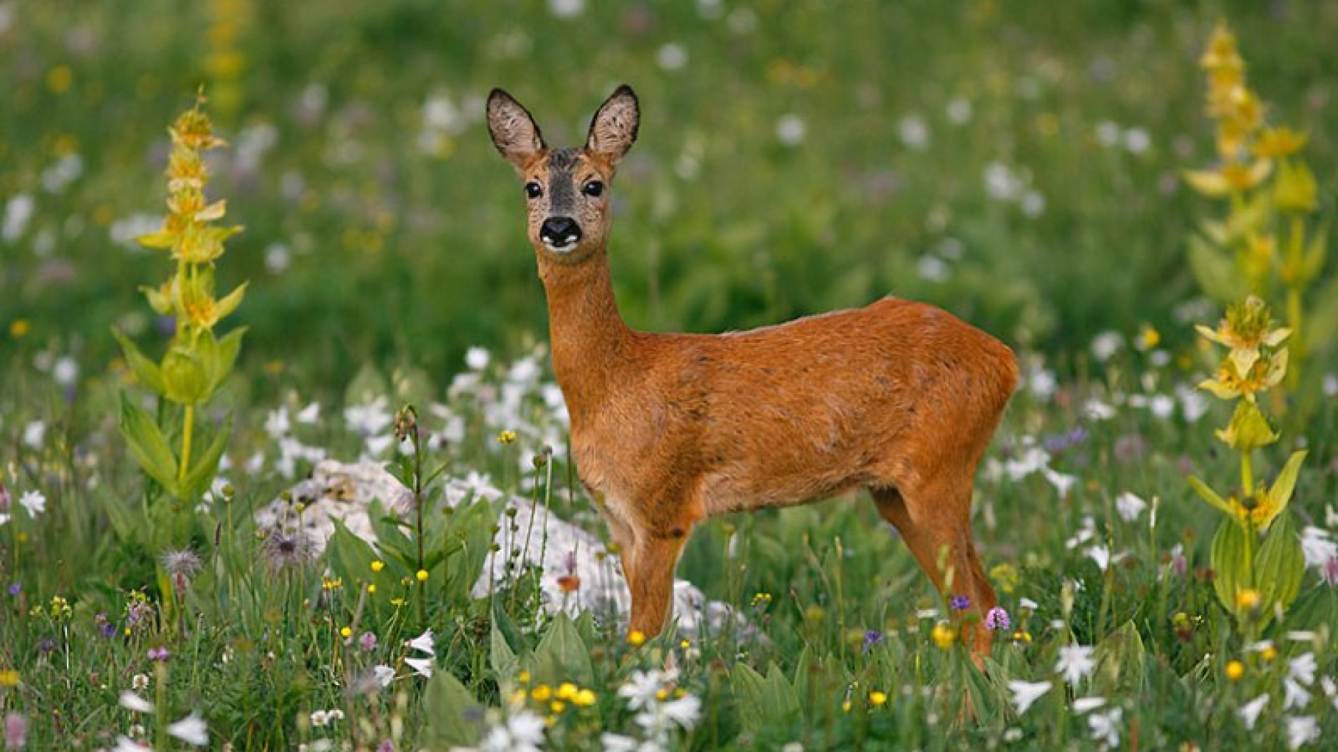 Intrappolato in alcuni nastri, capriolo muore di spavento a Ivaccari