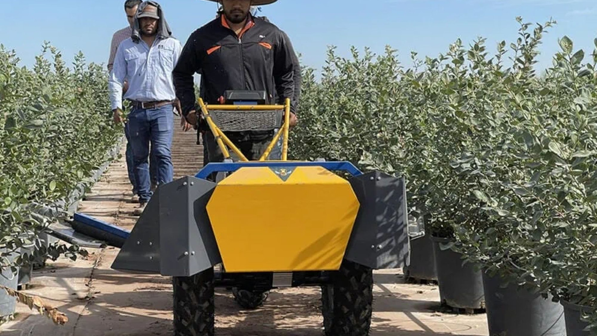 In Israele le macchine impollinatrici compensano la mancanza di insetti