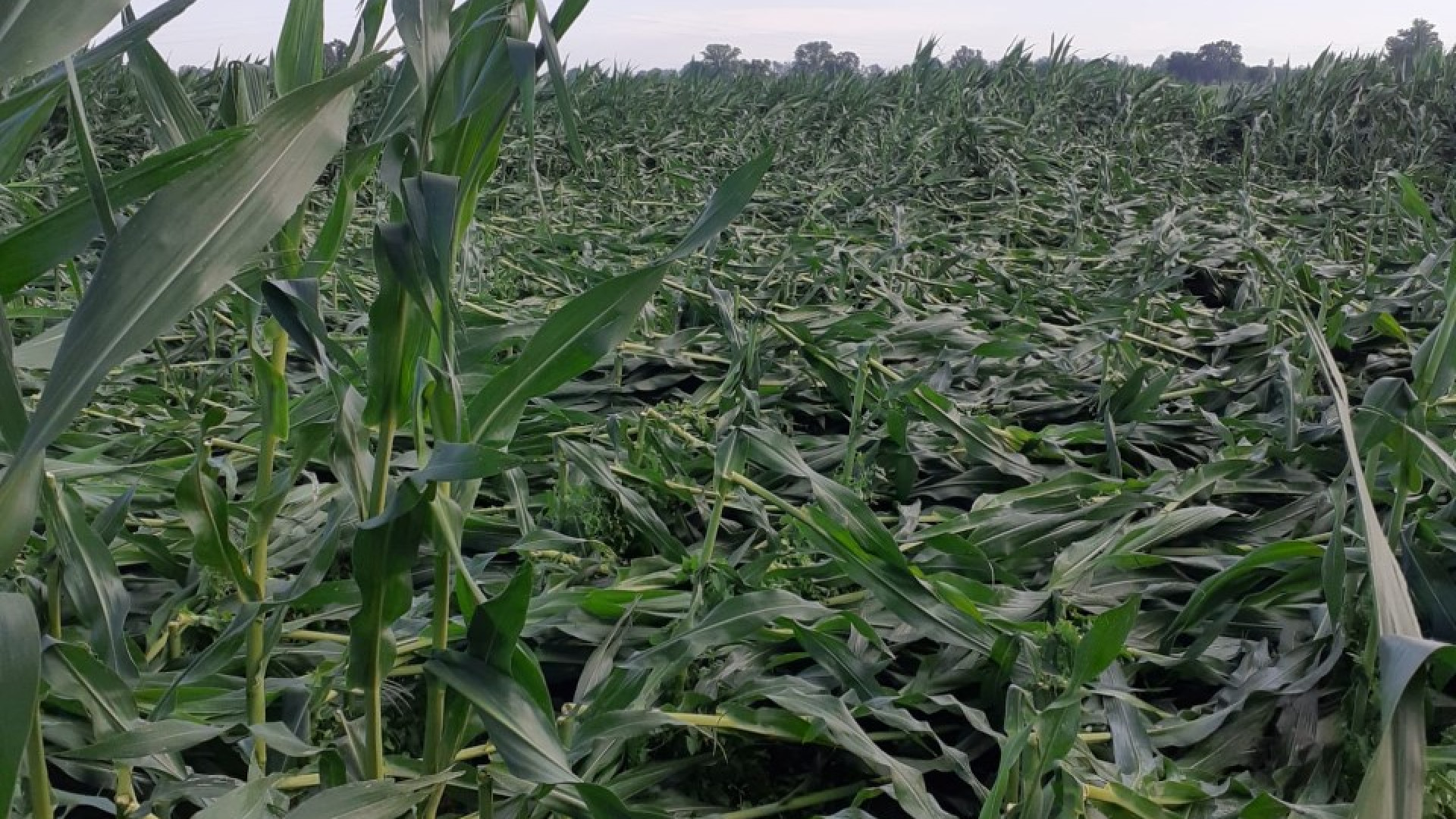 Nubifragi nel Piacentino: danni all'agricoltura, in particolare mais e pomodoro