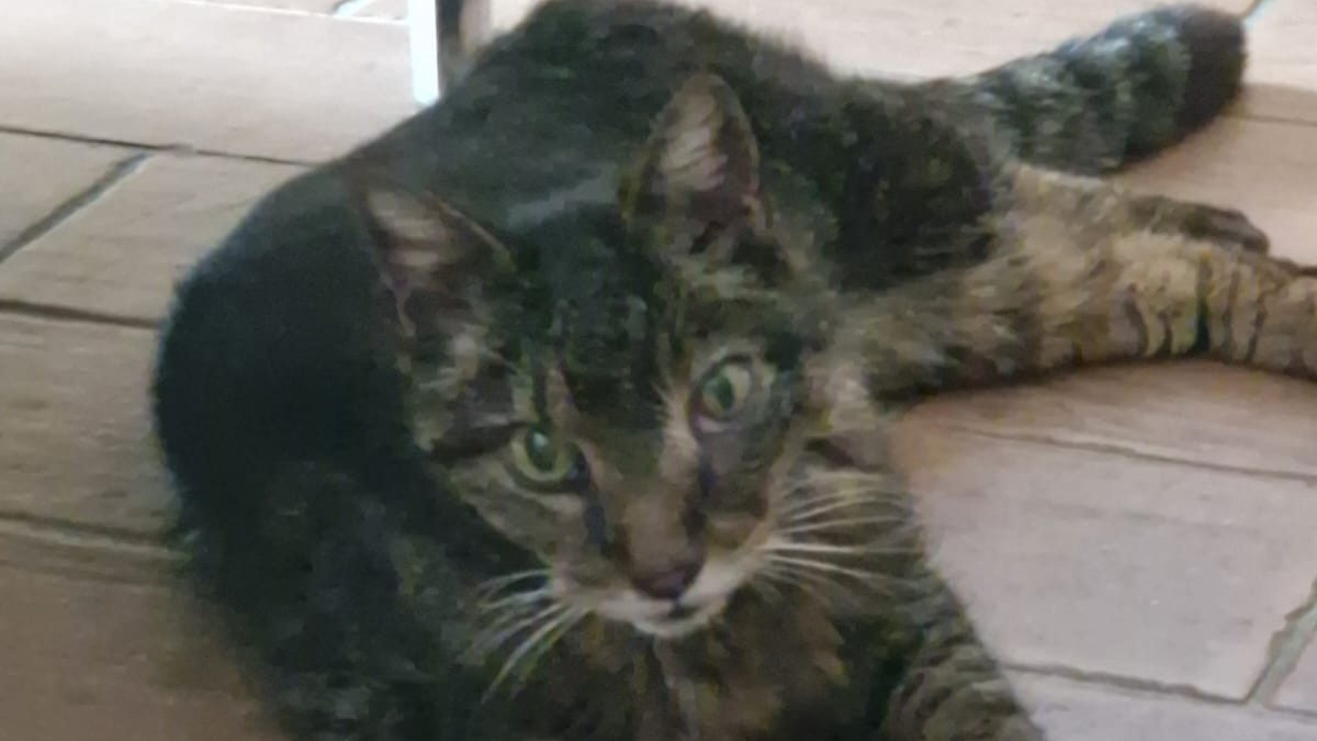 Muore la padrona e il gatto Tigre l'aspetta per mesi sotto casa, ora ha bisogno di aiuto