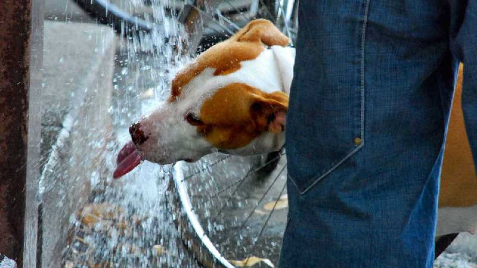 Ecco il grande caldo: temperature a 38 gradi, 12 sopra la media