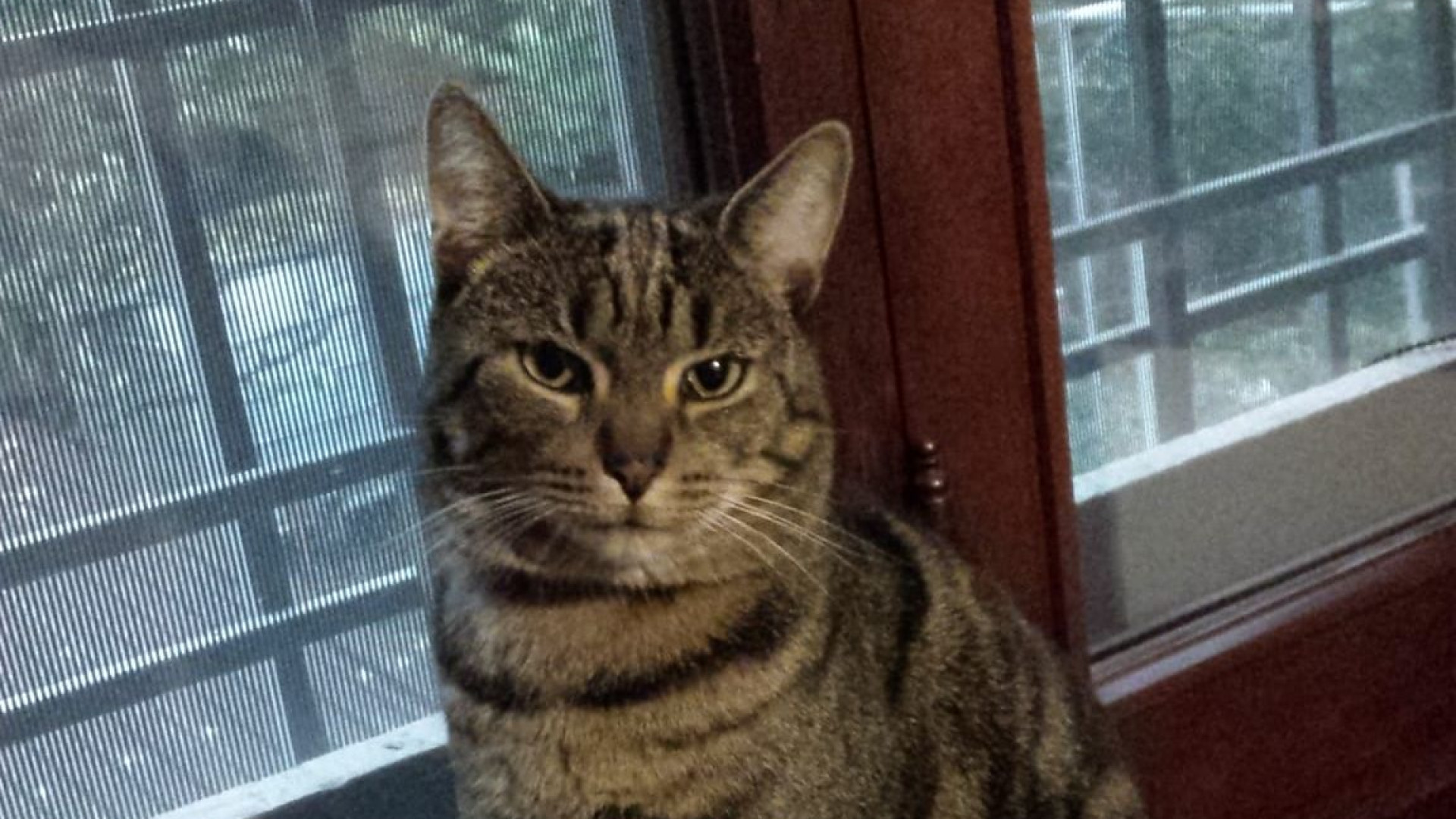 Gatto ucciso da un proiettile tra le case di Lusurasco: indagano le guardie zoofile