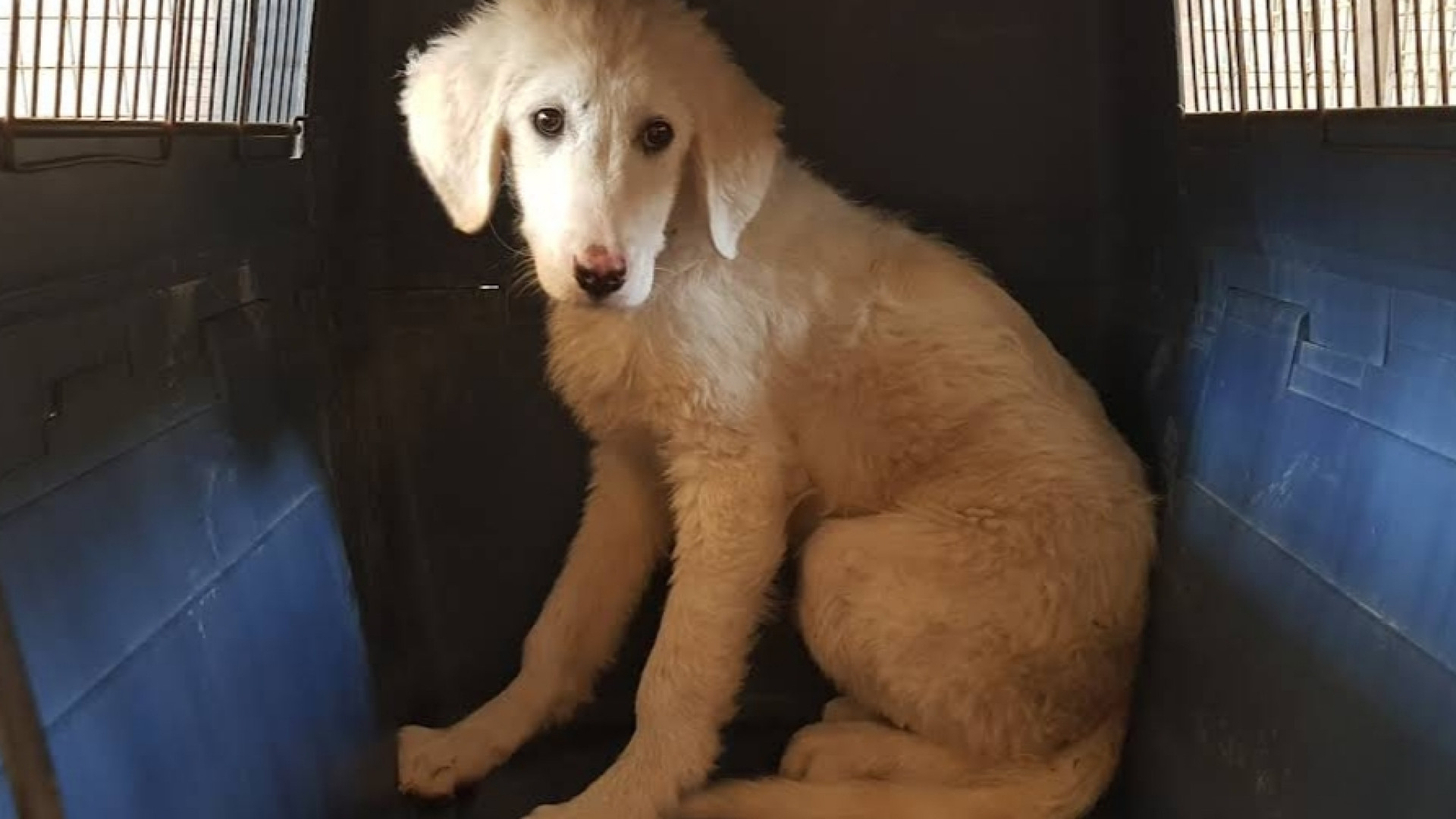 "A Ferragosto picco di cani vaganti". Interventi a tappeto nel Piacentino