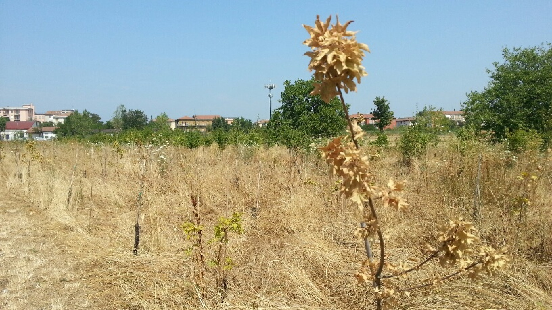 Viaggio al parco Montecucco: erba secca, piantine morte e crepe nel terreno