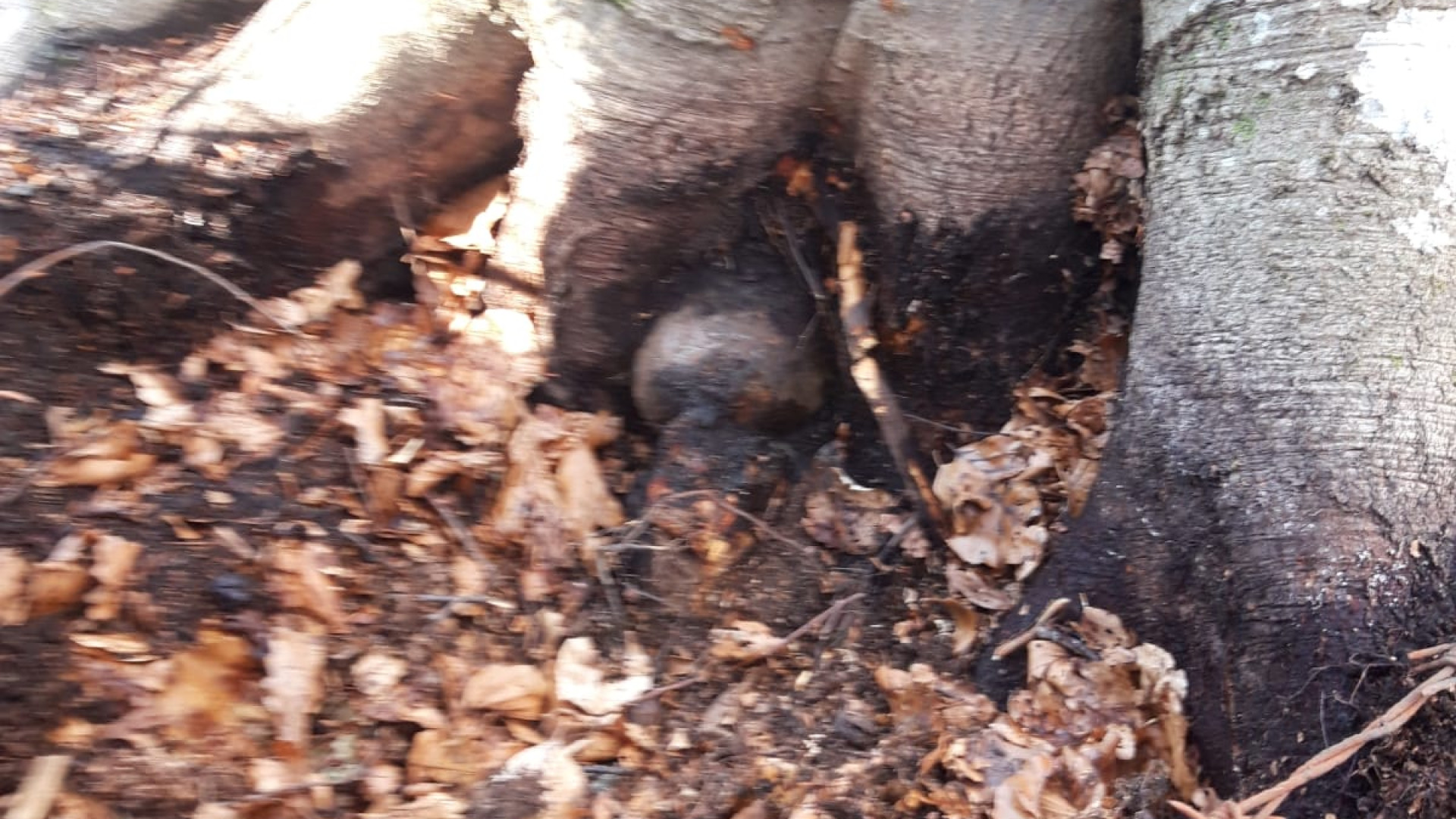 Non era una bomba, ma una coppa l'oggetto trovato nel bosco
