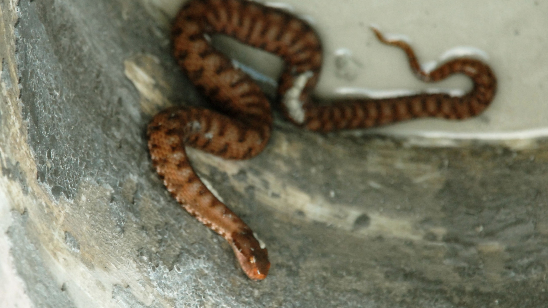 Apre il furgone e trova una grossa biscia, paura a Bobbio