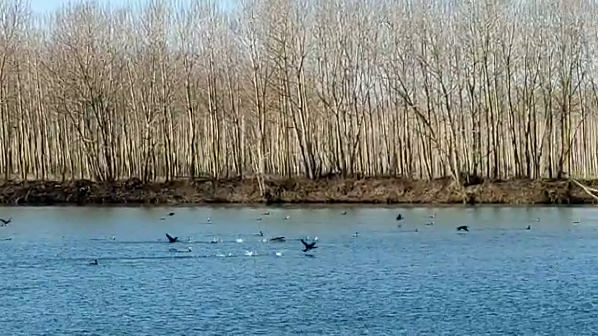 Arcipesca: "Troppi cormorani, pesci divorati. Vanno abbattuti"