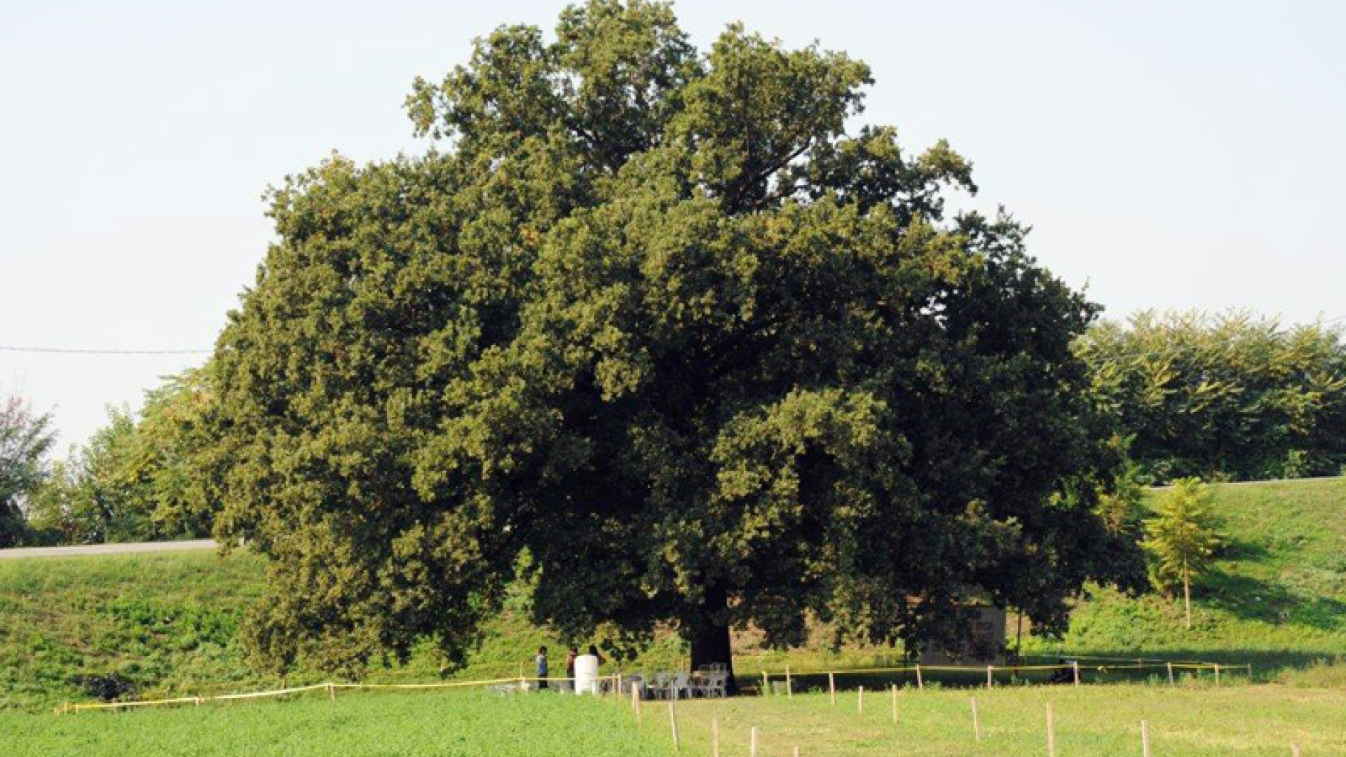 Nonna Quercia: quattro anni di battaglie. In uscita la canzone di Omar Pedrini