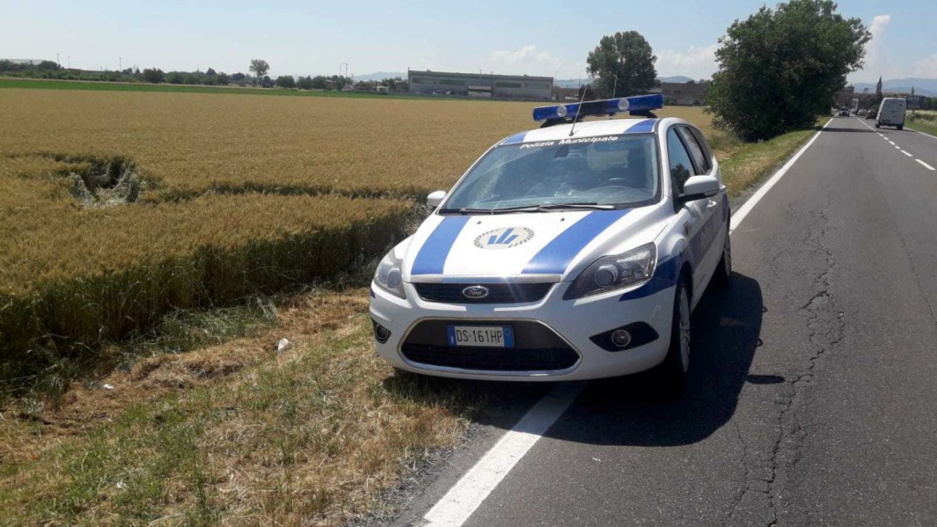 Cinghiale investito da un camion carica gli agenti della municipale: ucciso