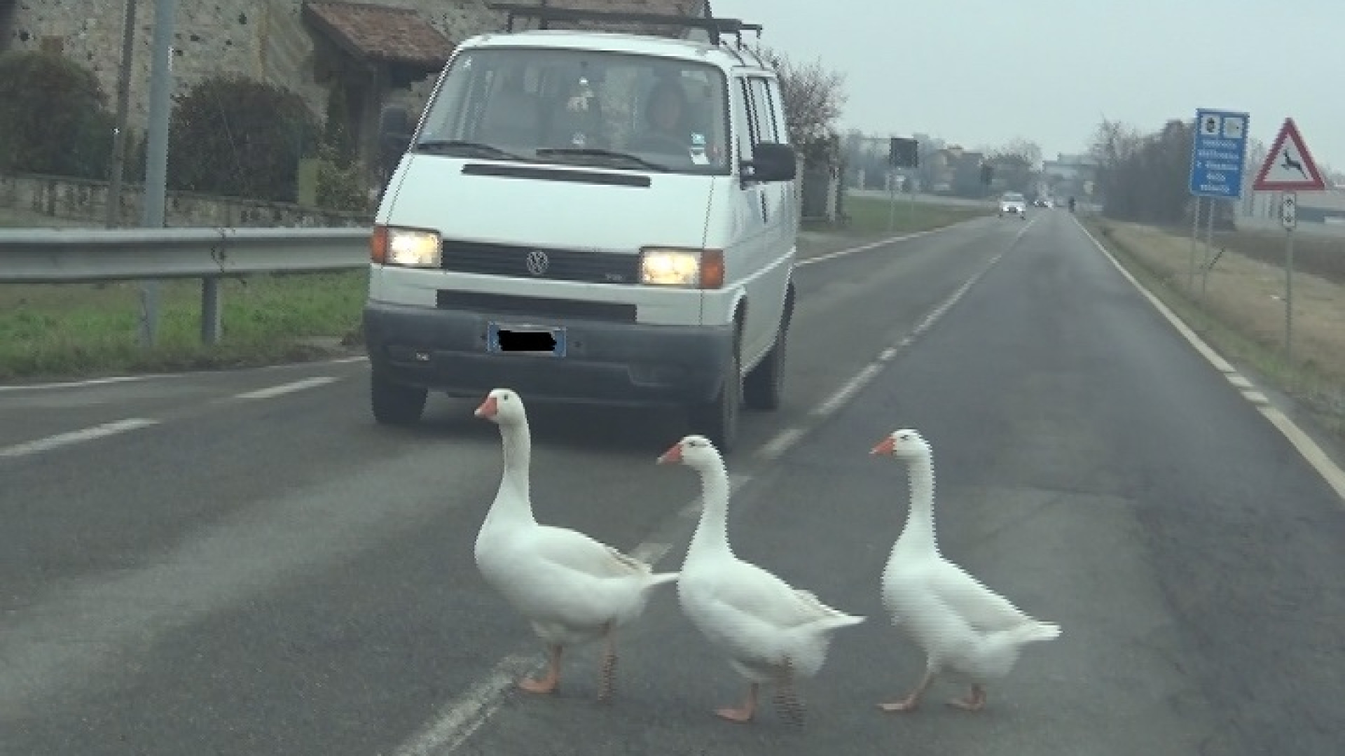 Gragnanino, oche in strada bloccano il traffico lungo la Provinciale