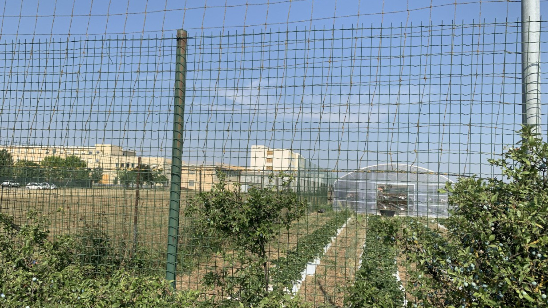 Novate: orto, fornelli, miele, manutenzione. Lavoro retribuito per 135 detenuti