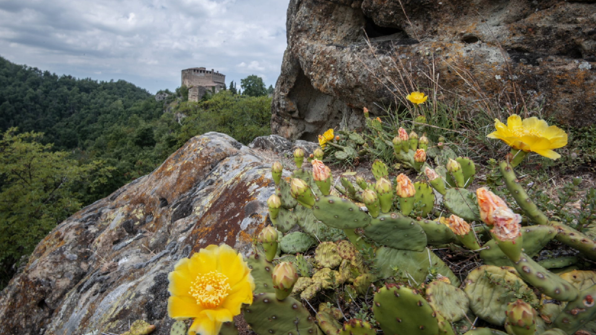 La spettacolare fioritura dei fichi d'India nani sulle montagne dell'Alta Val Tidone