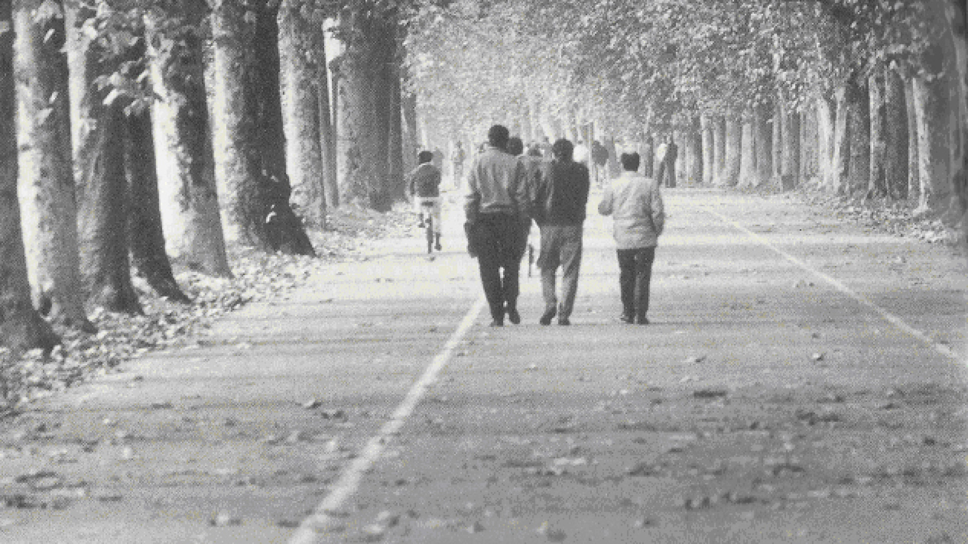 Trenta nuovi platani per il Pubblico Passeggio. Saranno piantumati in primavera
