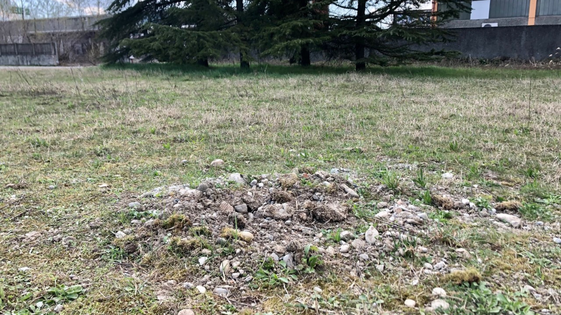 Calendasco, rubati due dei sedici alberelli dedicati alle vittime del Covid