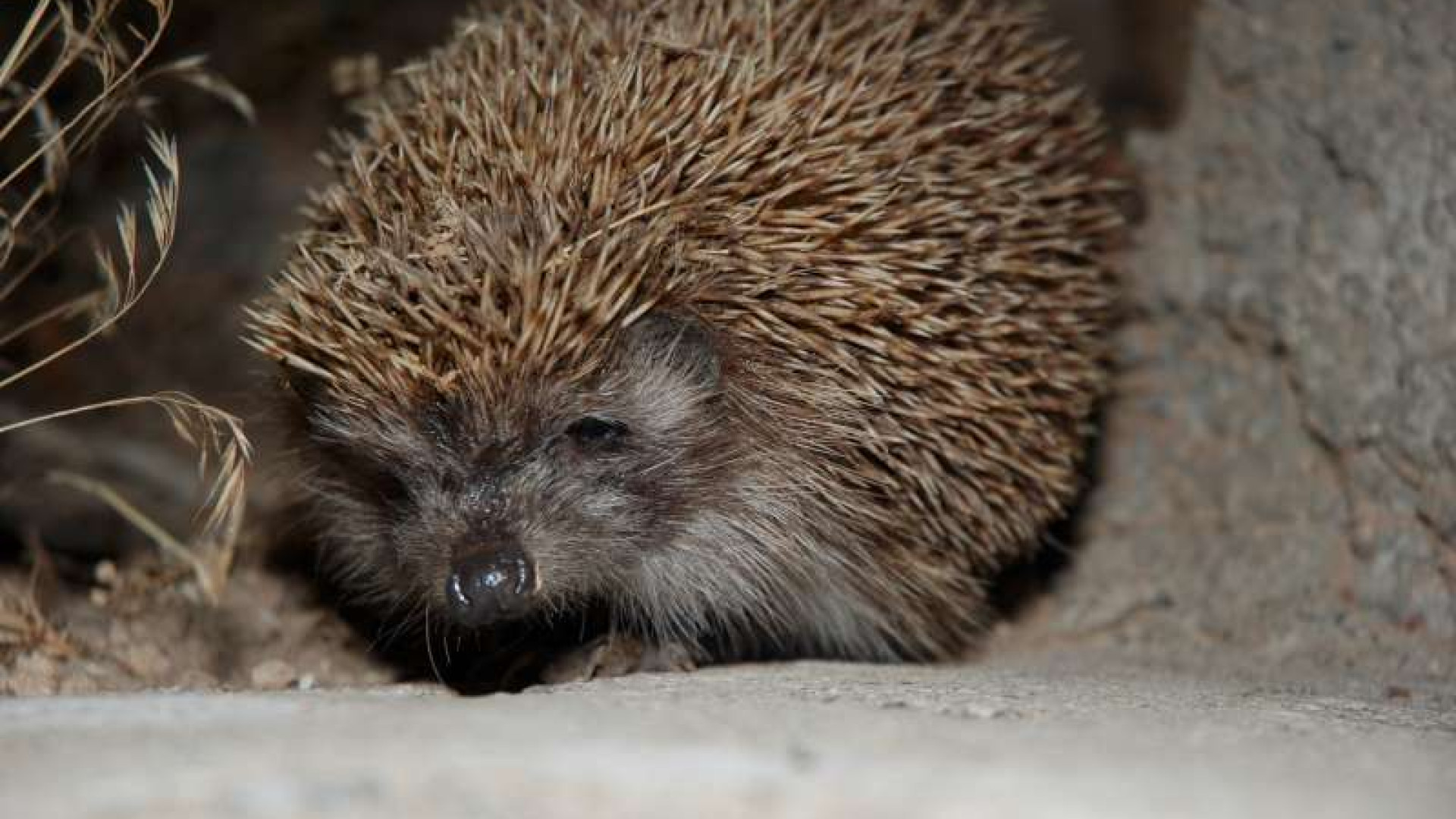 Al centro recupero di Niviano curati 419 animali in cinque mesi. "Sos" ricci