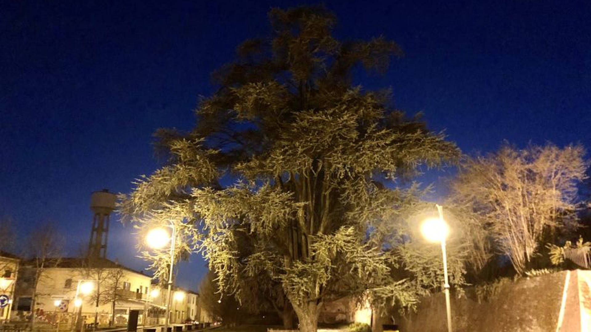 Cedro dell'Atlante, a Sarmato si lavora per la salute dell'albero simbolo