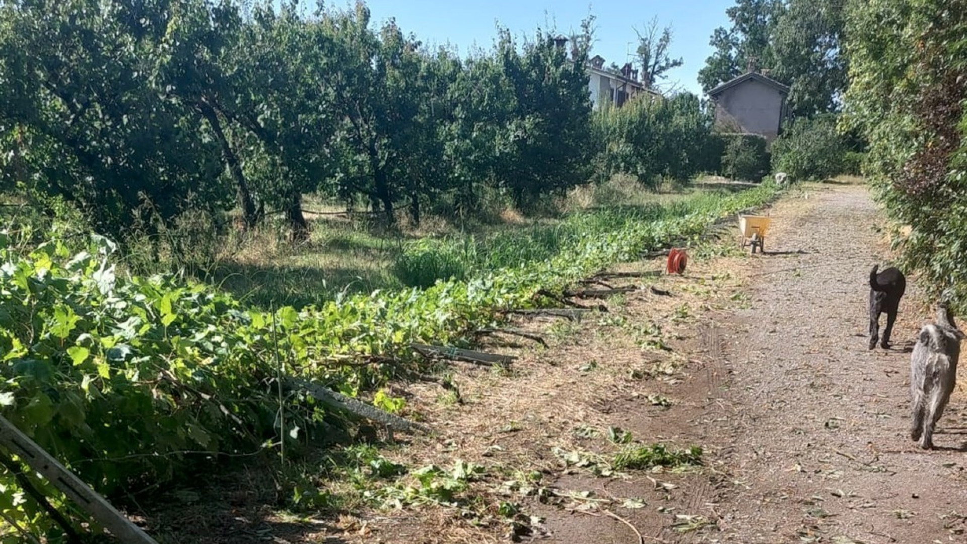 Danni a colture e vigneti, |le testimonianze degli agricoltori:  "Notte da incubo"