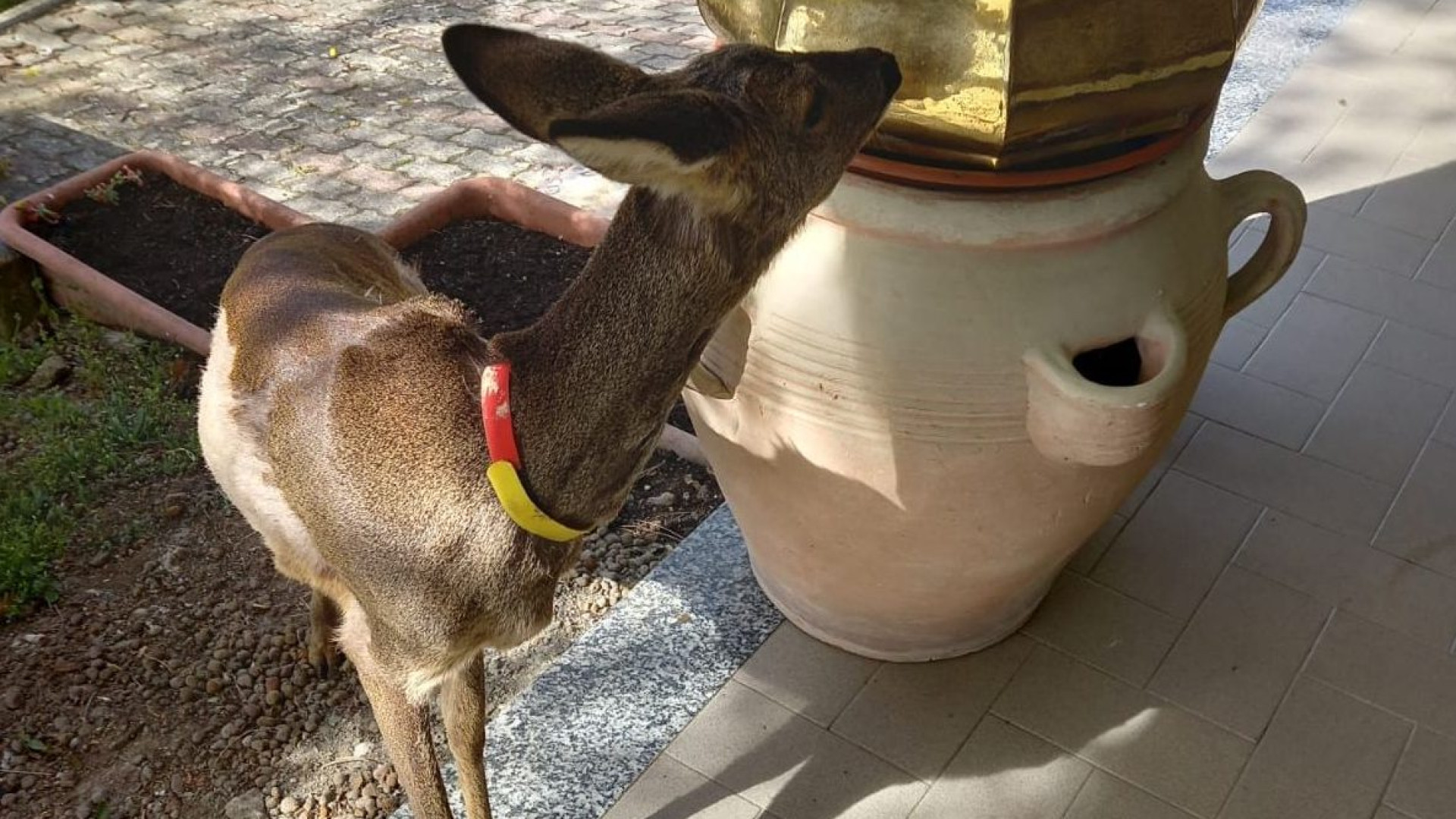 Bettola, capriolo ucciso. “L’ho allevato da quando è nato. Aveva il collarino”