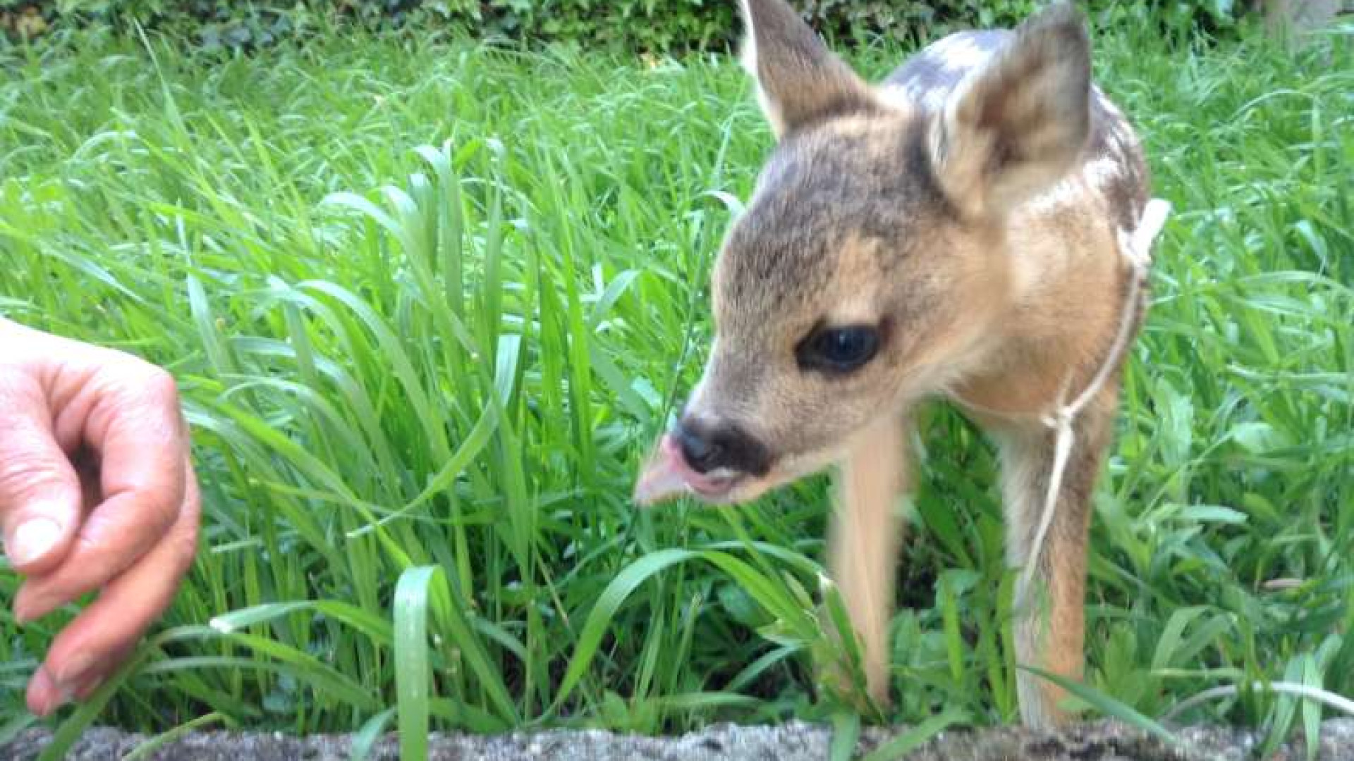 "Bimba", il capriolo adottato a Morfasso. "Ormai è parte della famiglia"