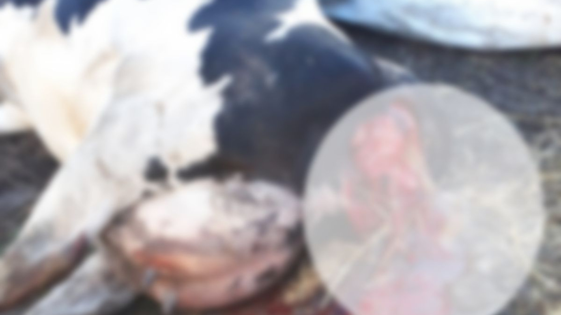 I lupi tornano a fare strage in stalla: "Uccise due vacche in poche settimane"