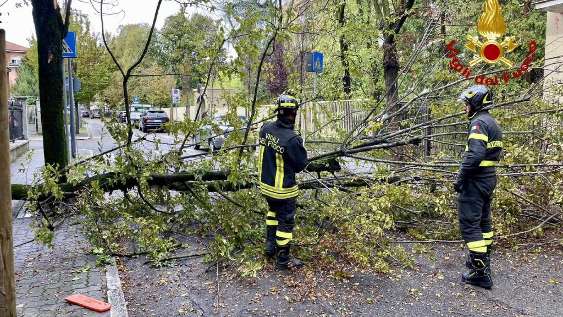 Pioggia e vento non risparmiano la città: albero abbattuto in via Mischi
