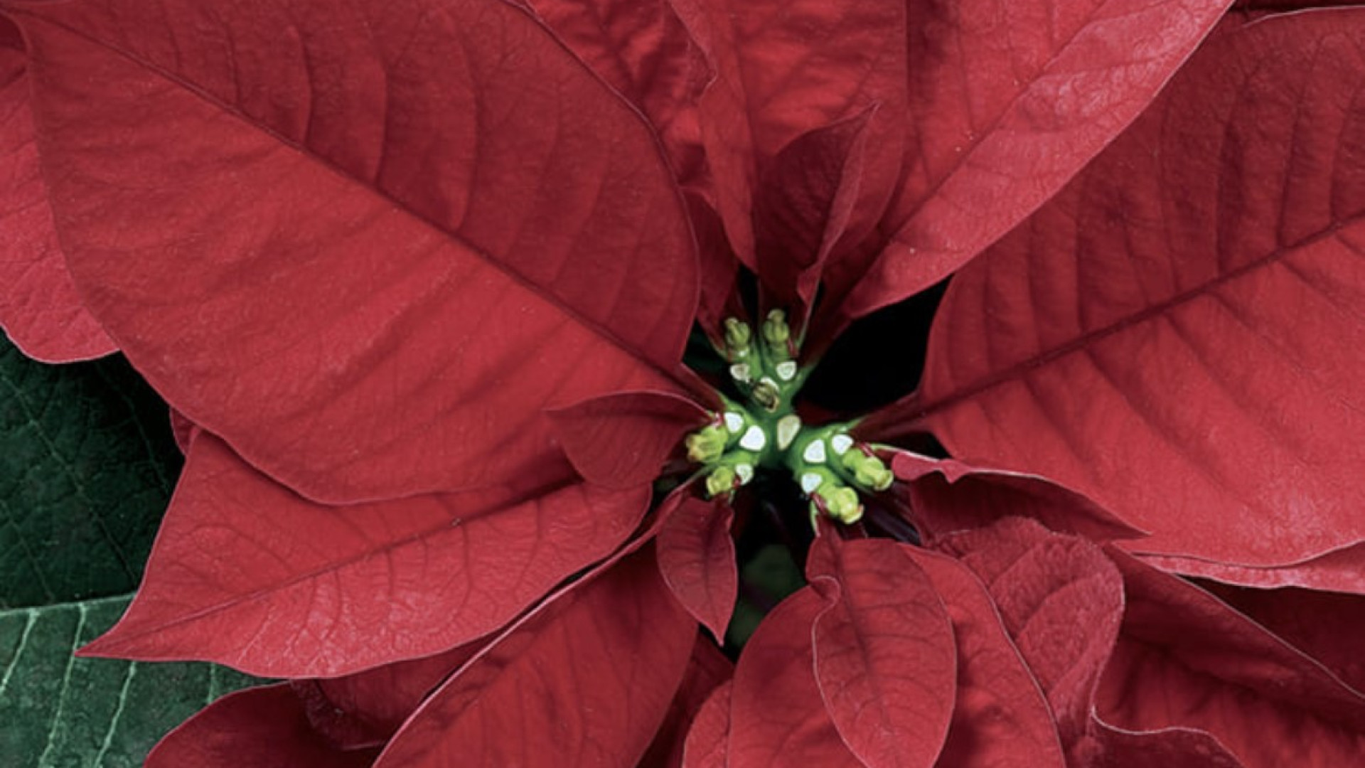 Stelle di Natale per la lotta contro i tumori del sangue. Volontari di Ail a Pontenure