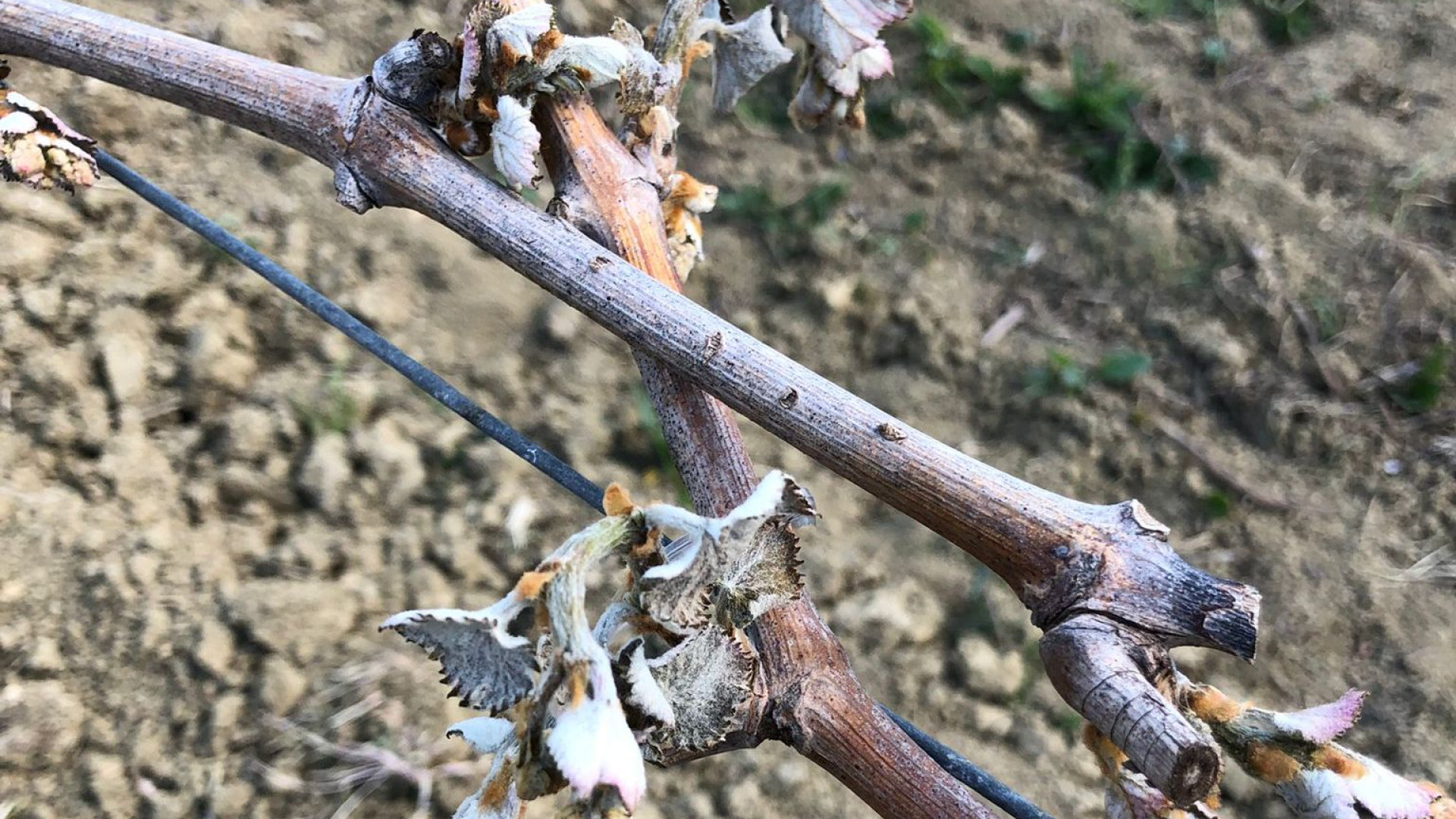 Le gelate colpiscono l'agricoltura piacentina: danni sopratutto ai vigneti
