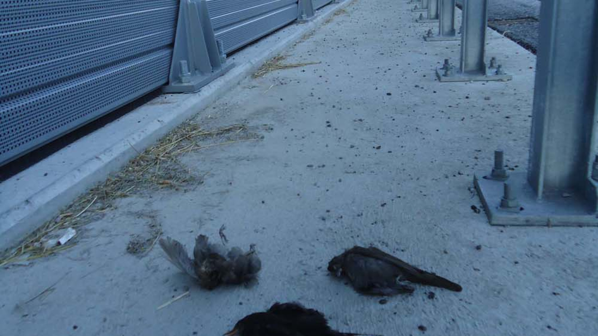Legambiente scrive ad Anas, "Troppi uccelli morti contro la barriera antirumore"