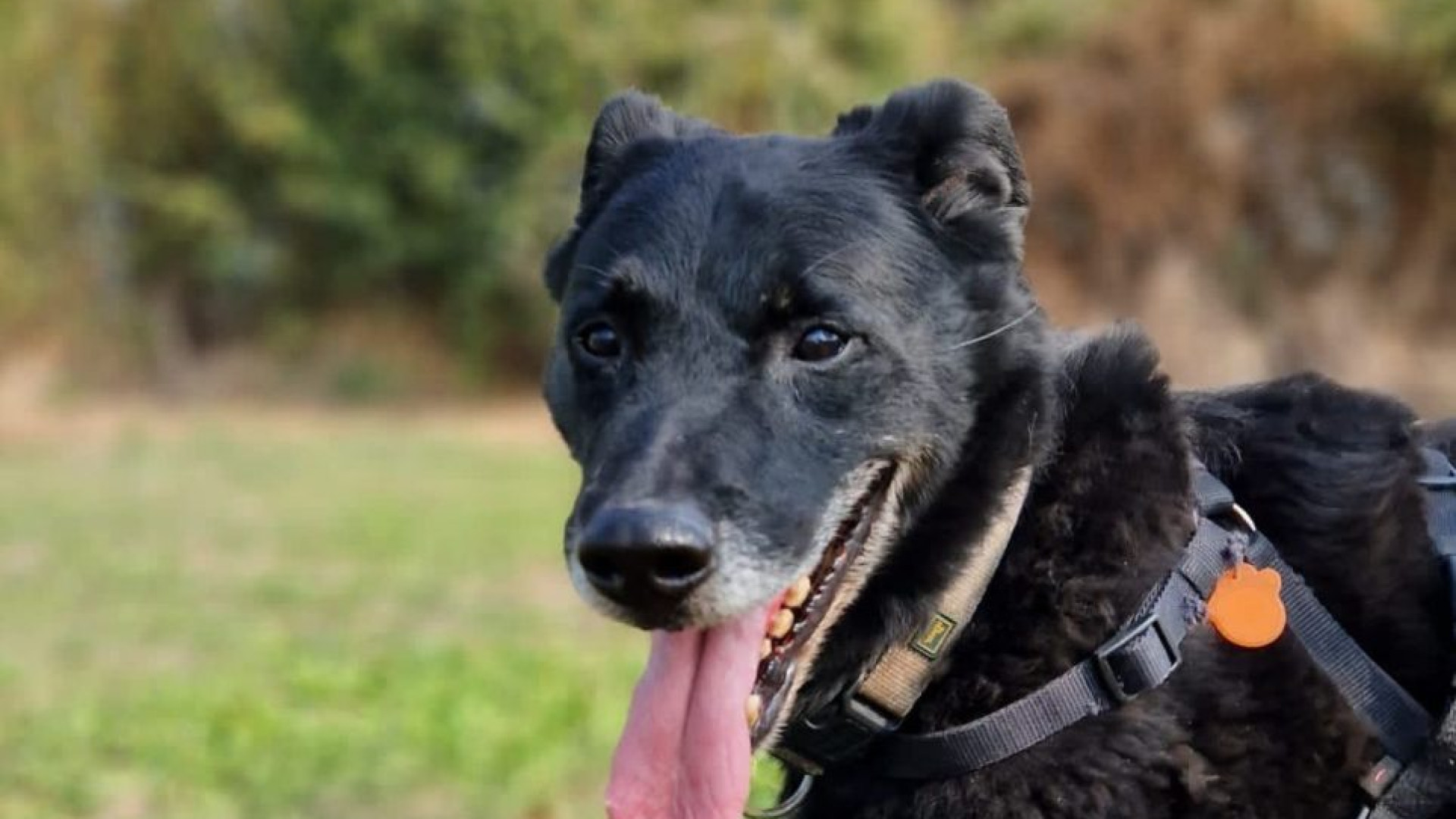 Cani aggressivi, i consigli dell'istruttrice: "Attenzione ai padroni, ecco cosa fare"