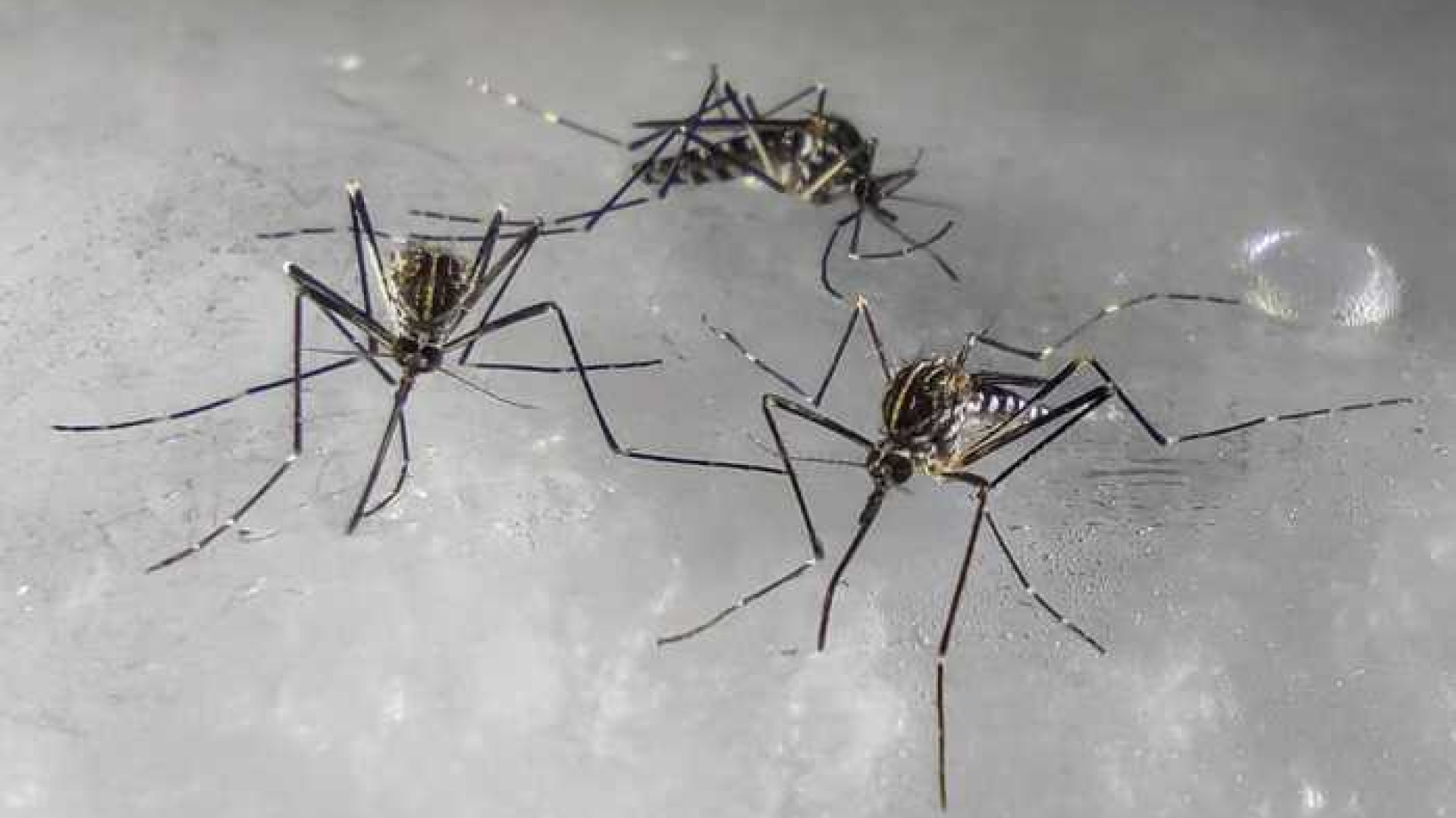 Arriva la zanzara che resiste al freddo. "Nel Piacentino per ora non è stata individuata"