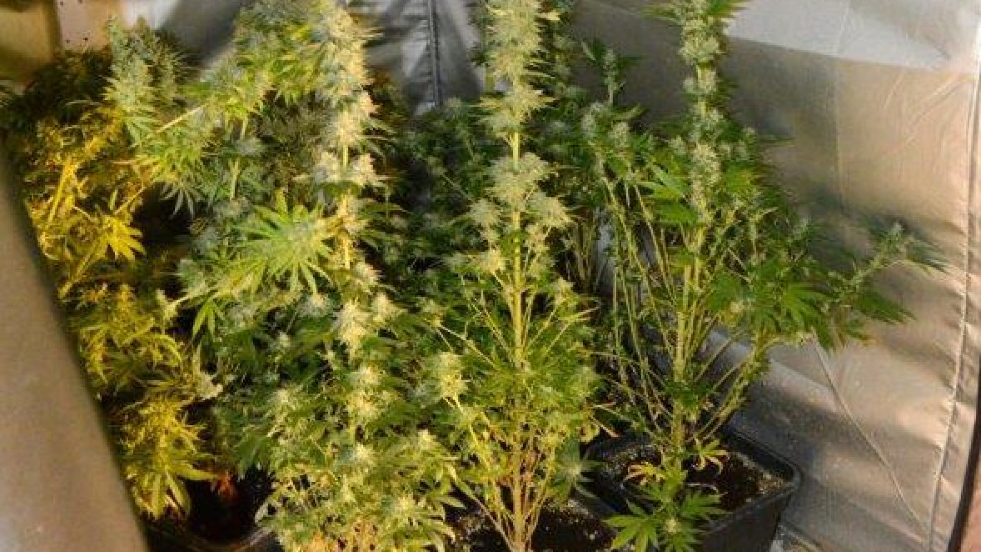 Sessantenne dal pollice verde, ma la serra casalinga era di marijuana. Denunciato