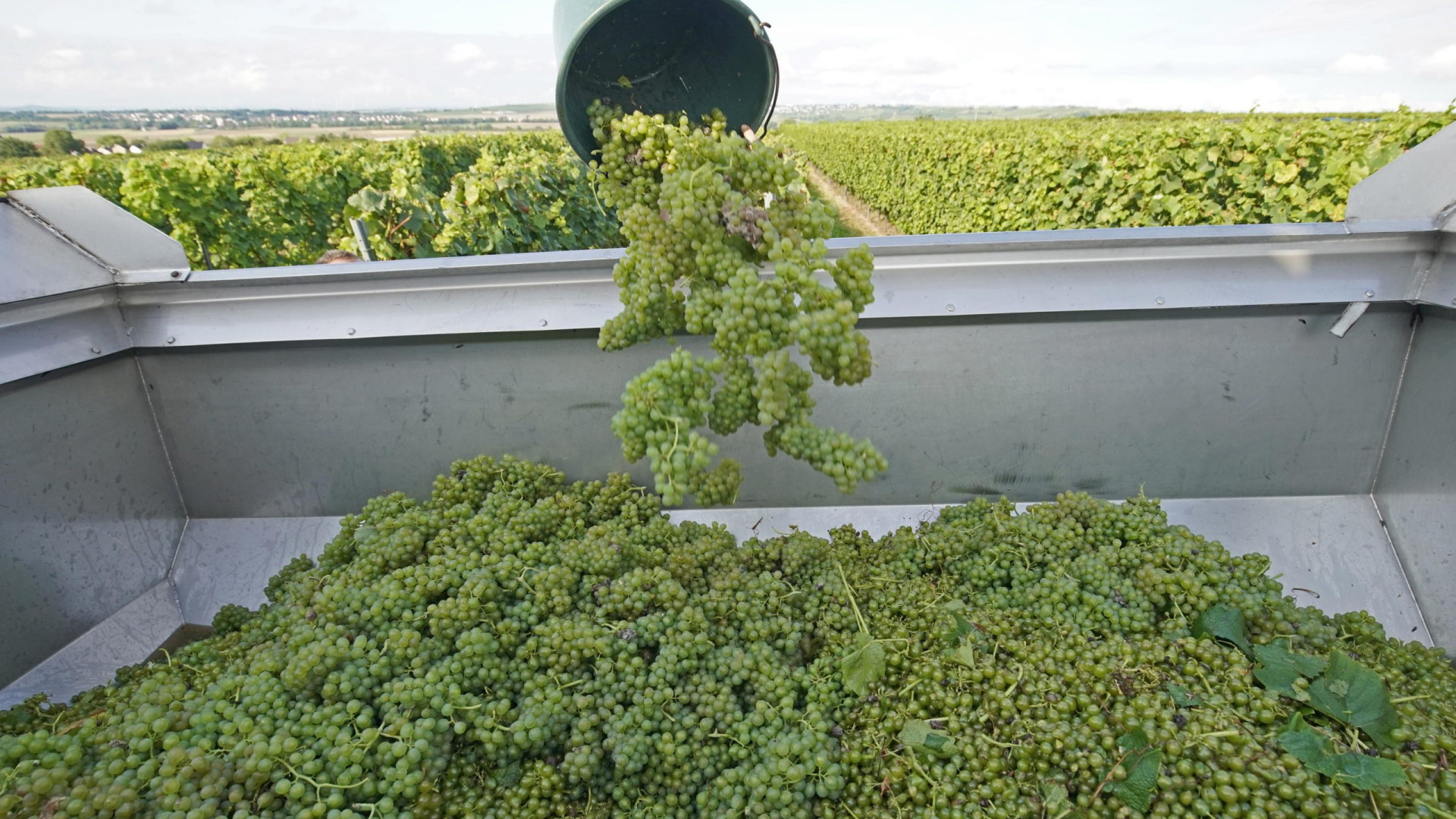 Vendemmia anticipata: calo stimato del 30% in collina e almeno del 10% in pianura