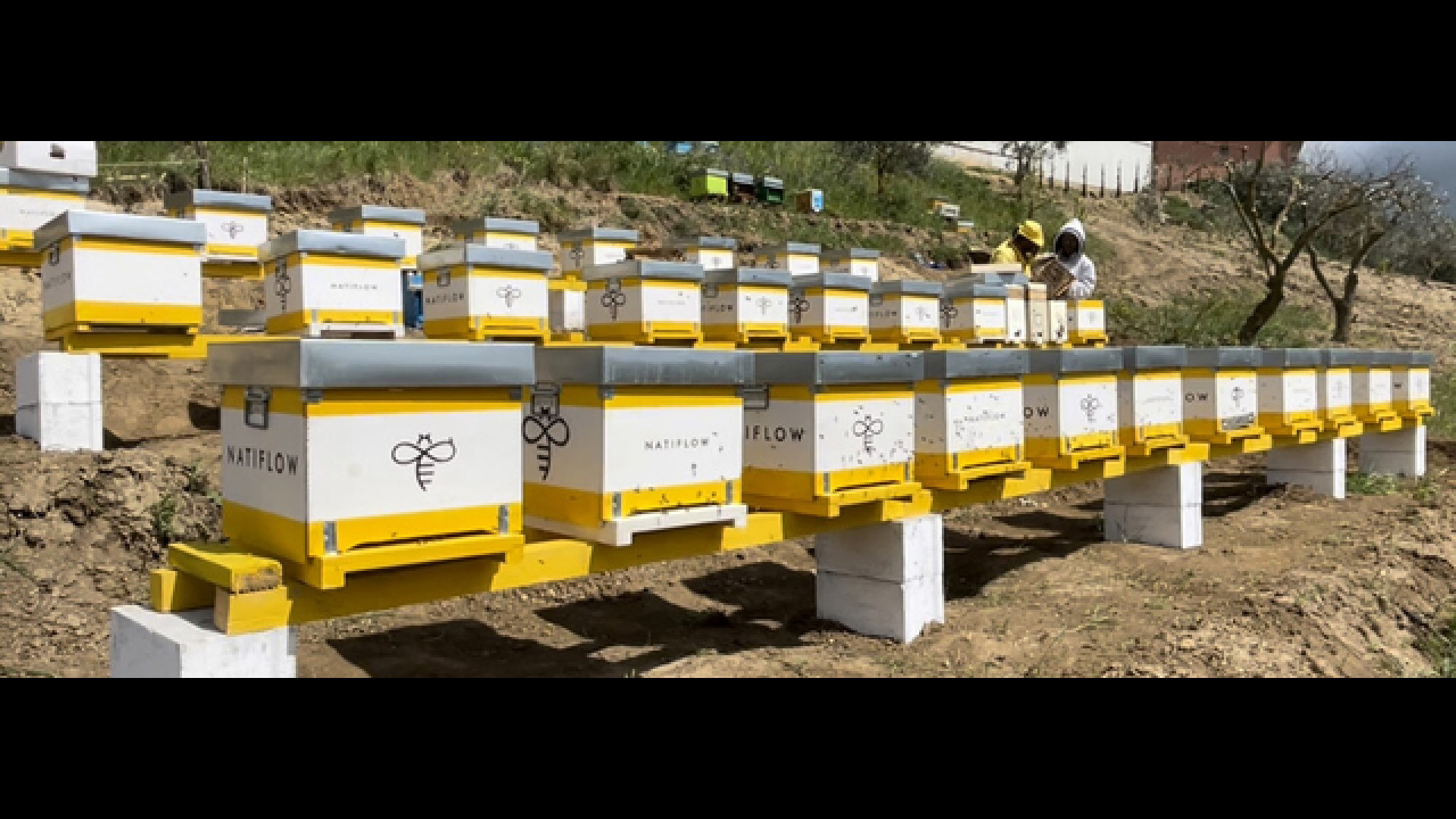 Venditori di Miele Artigianale: il Miglior Miele da Acquistare