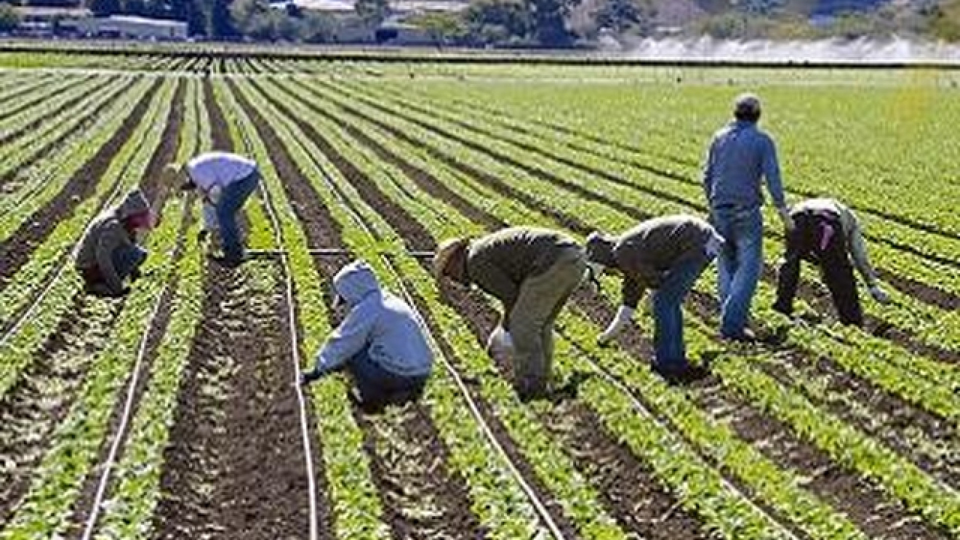 Quarta commissione – Approfondito il ruolo dell’INPS nel contrasto al Caporalato in Veneto