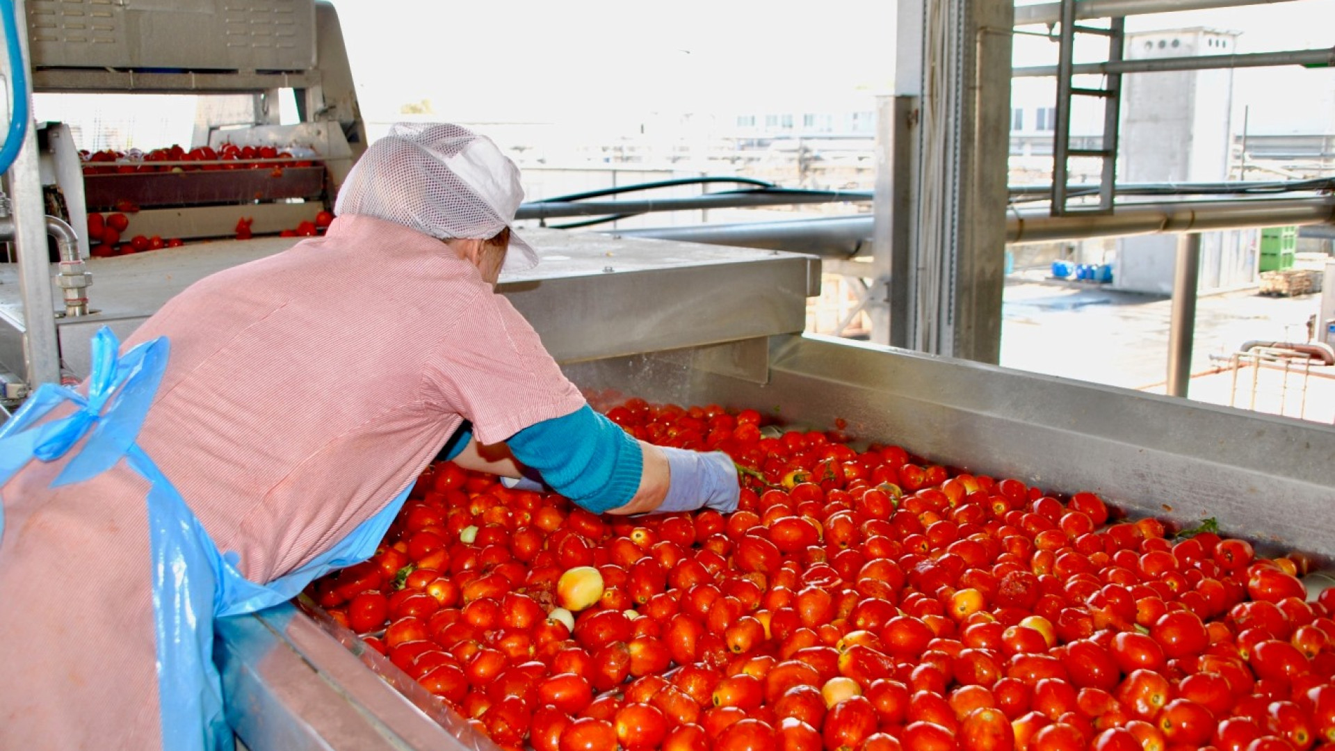 Pomodoro, campagna al 45%. Buona qualità, ma problemi con il ragnetto rosso