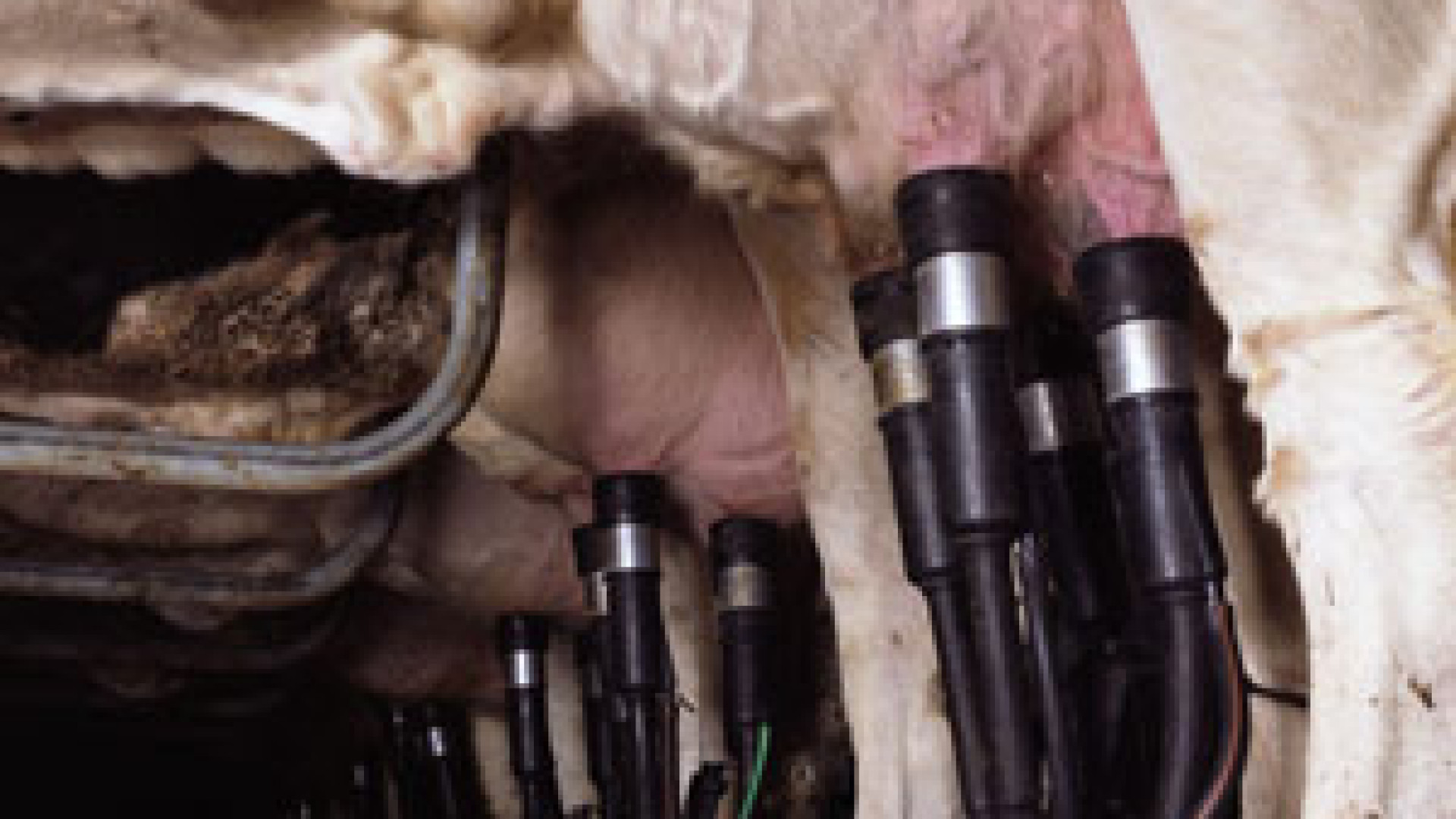 Filiera latte: più sostenibilità per le aziende e più benessere per gli animali