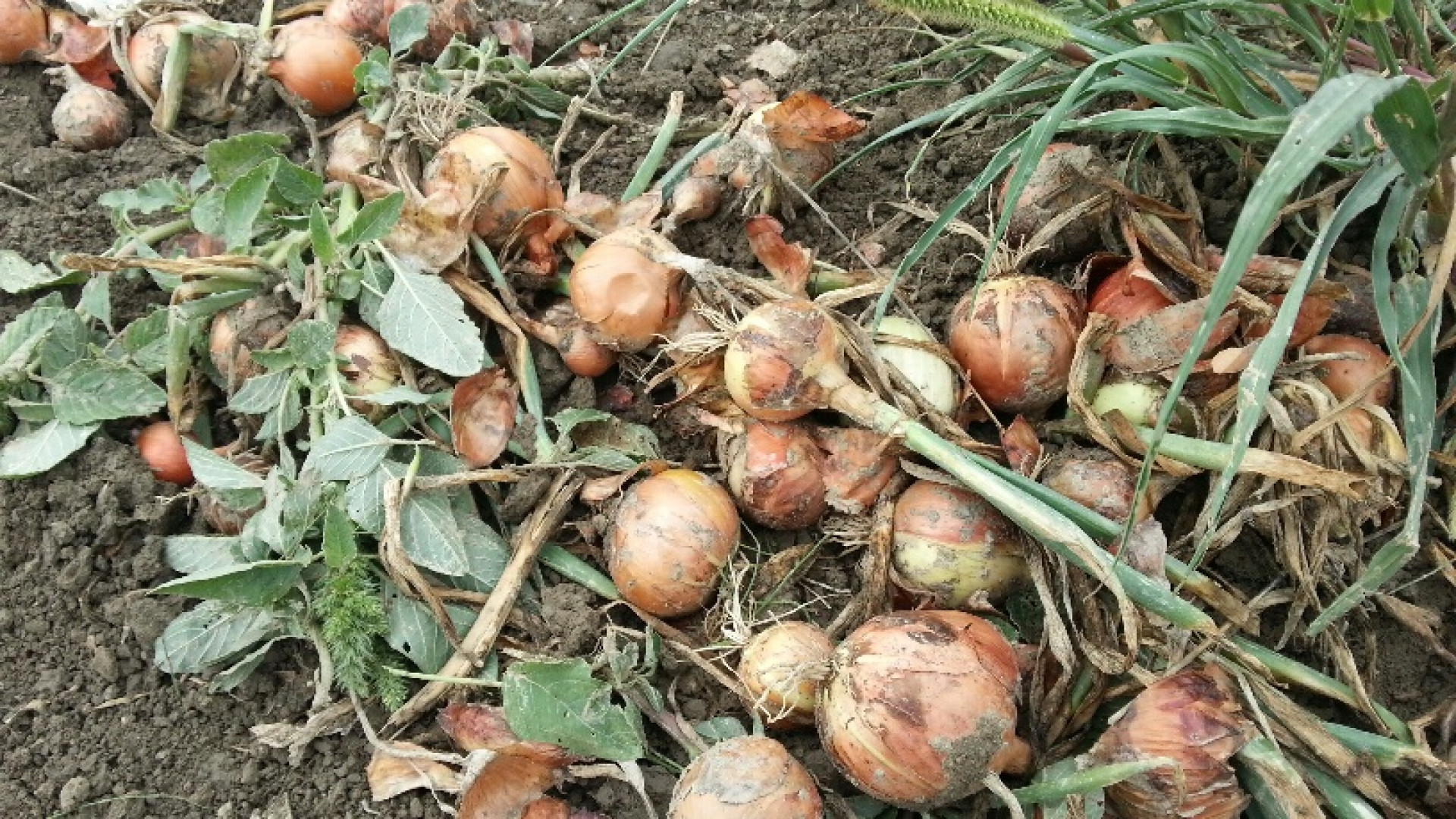 Il maltempo danneggia la campagna della cipolla. "Prezzi dimezzati"