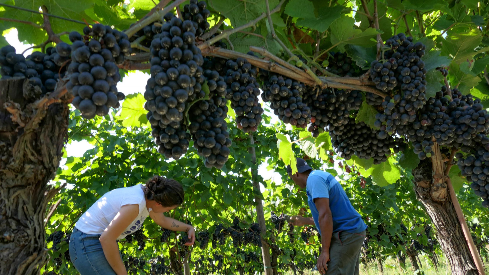 Aperta la vendemmia 2021: tante aziende iniziano però la prossima settimana
