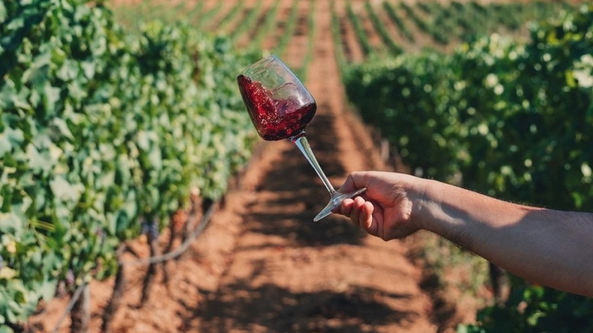 Contributi aziende vitivinicole: per la domanda c'è tempo fino al 31 ottobre