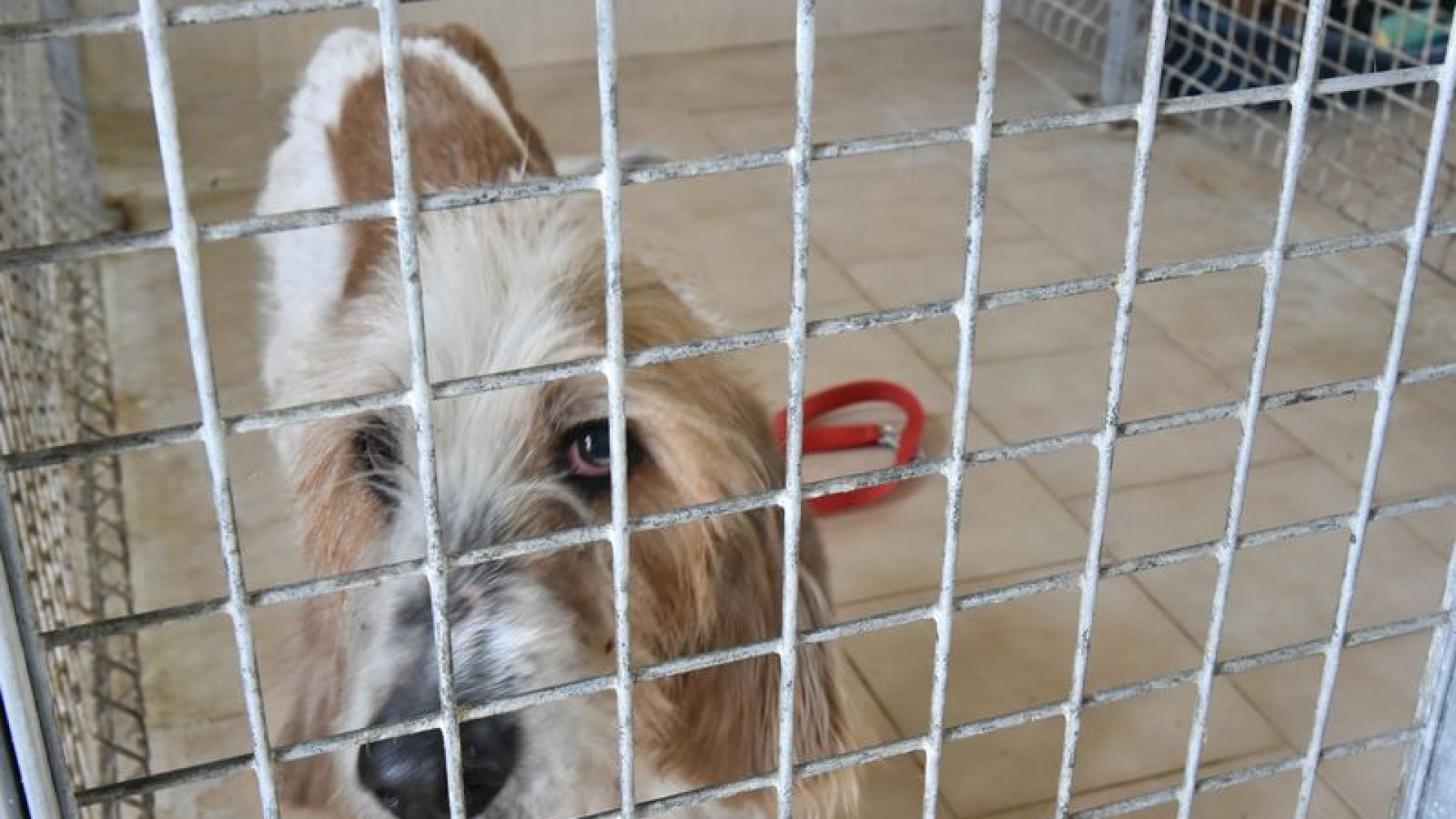 Cani destinati a restare tutta la vita nei box trovano famiglia: 160 adozioni in due anni