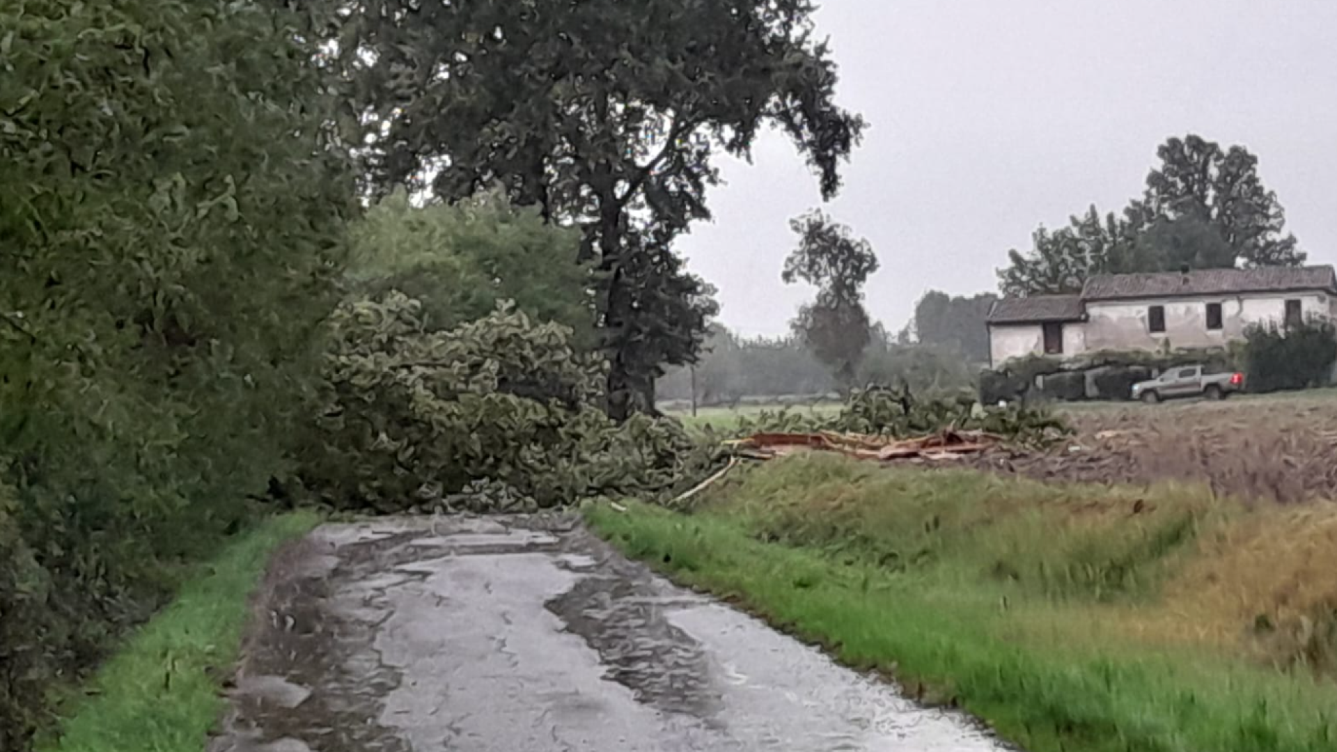Pioggia e vento, pianta precipita in mezzo alla strada a Castel San Giovanni