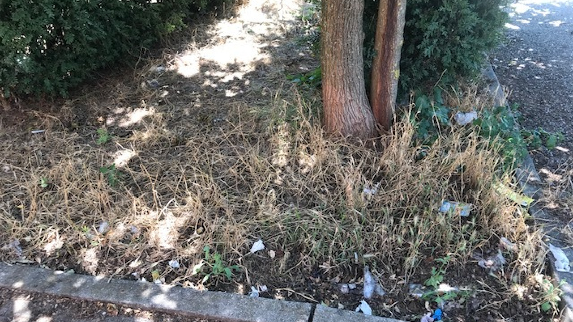 "Microcriminalità nei giardini del Peep". L'assessore: "Telecamera in arrivo"