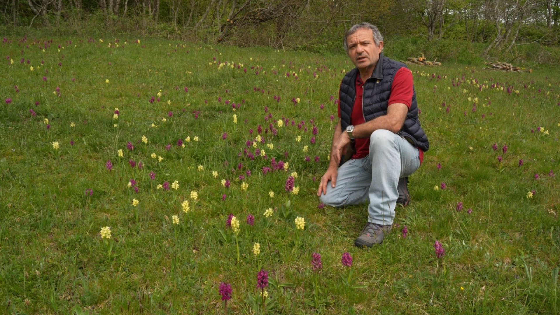 Orchidee, viole, genziane. La primavera dà spettacolo sul monte Santa Franca