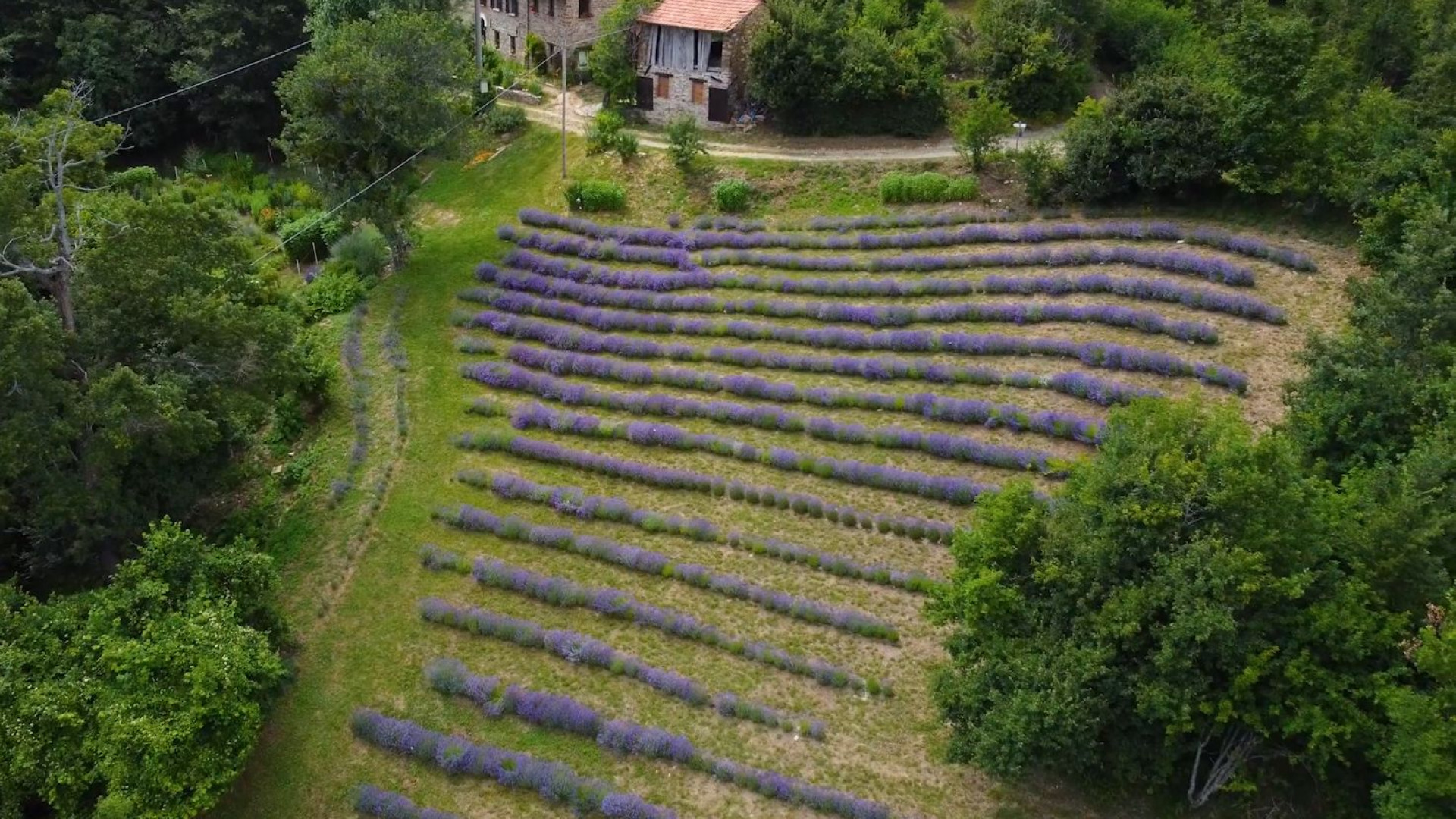 Un angolo di Provenza in Val Nure: ecco la fioritura della lavanda a Roncolo