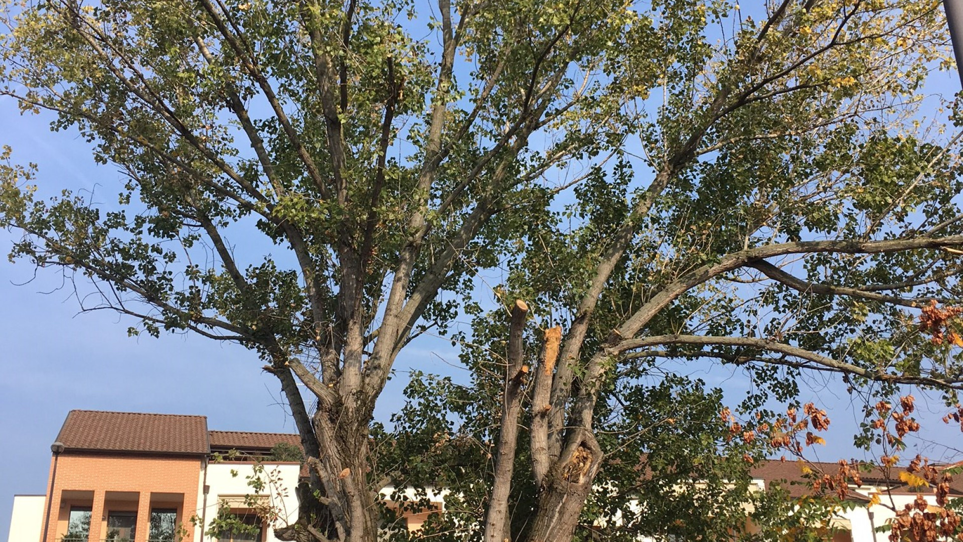 Vicolo del Guazzo, lo storico pioppo verrà abbattuto. "E'instabile"