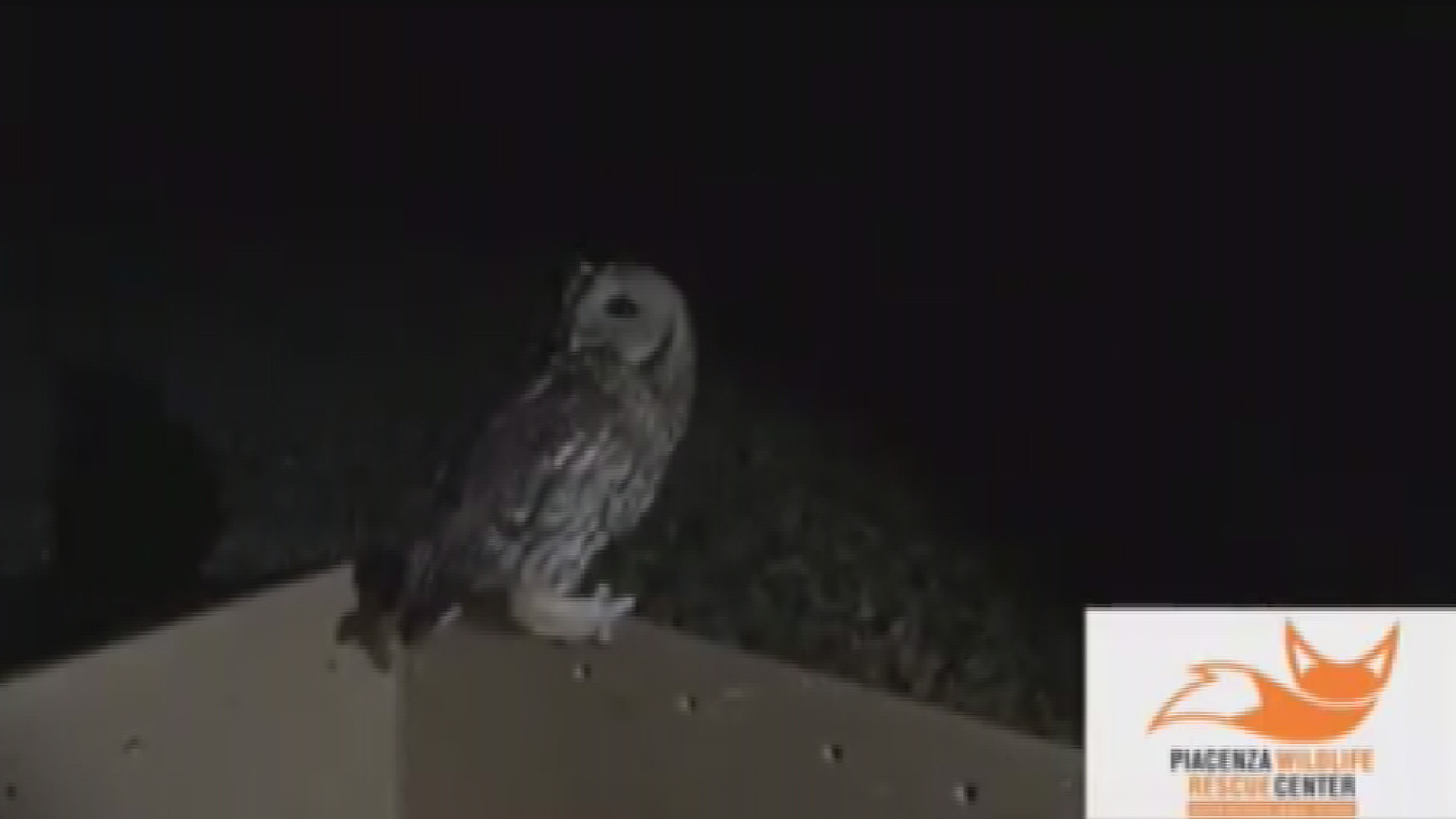 Centro recupero di Niviano: salvato un allocco trovato in fin di vita