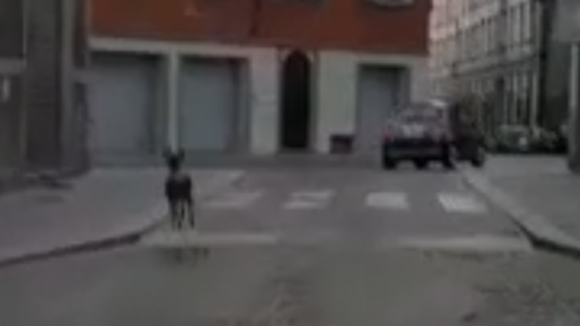 La corsa a tutta velocità di un capriolo in via Scalabrini ripresa da un automobilista