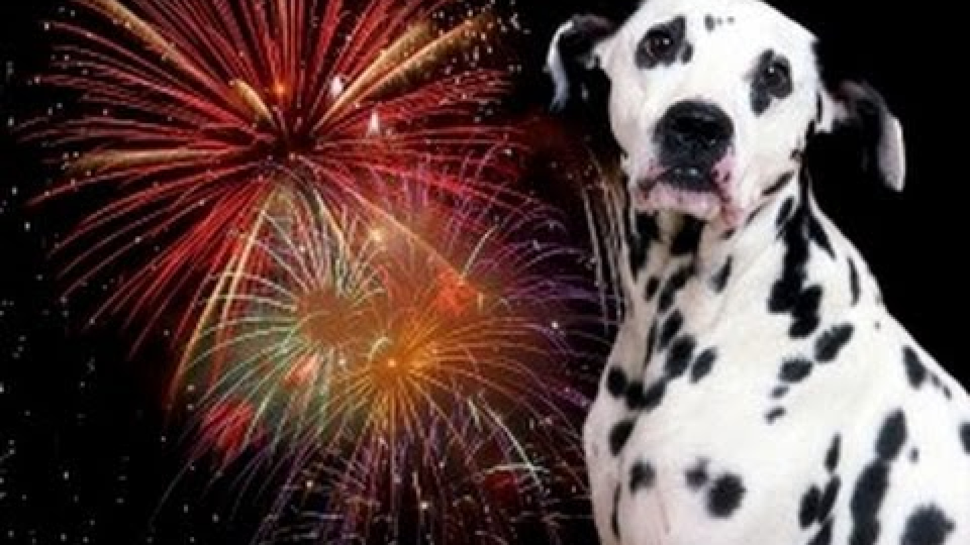 "I botti di Capodanno spaventano il cane", furiosa lite alla Besurica