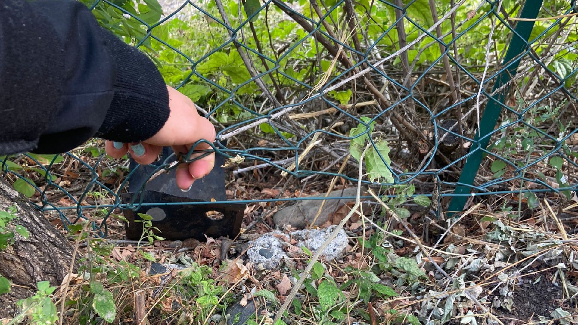 Cane scappa e viene investito da un treno. "Sgambamento di Pontenure pieno di buchi"